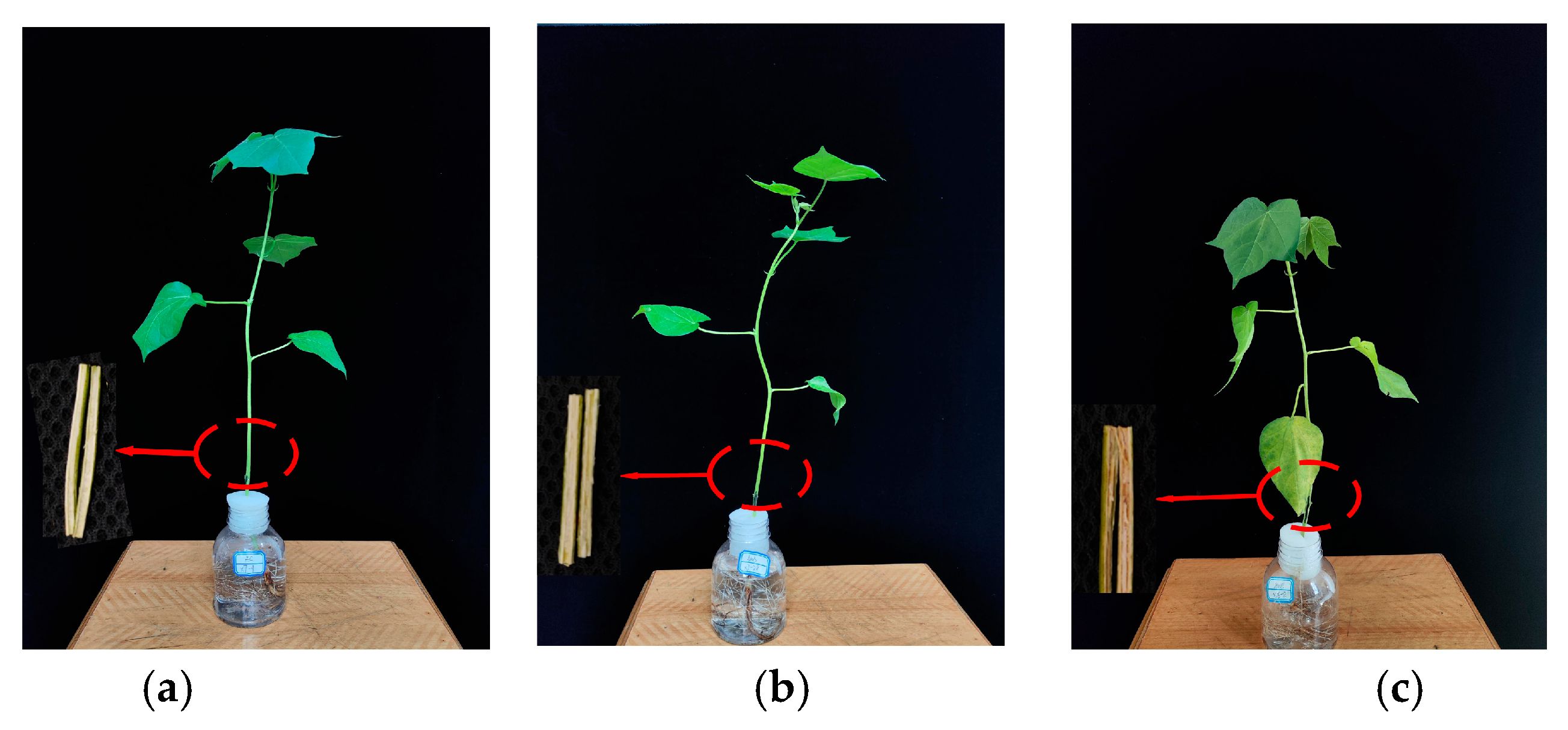 Agronomy 15 00213 g004