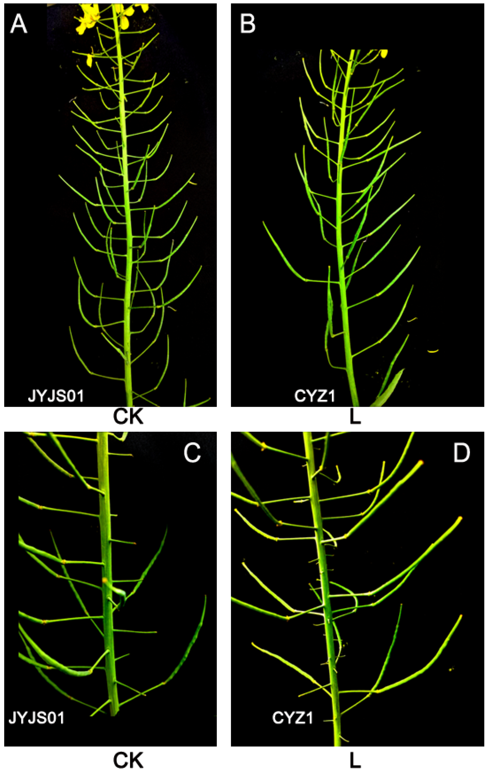 Agronomy 15 00214 g008