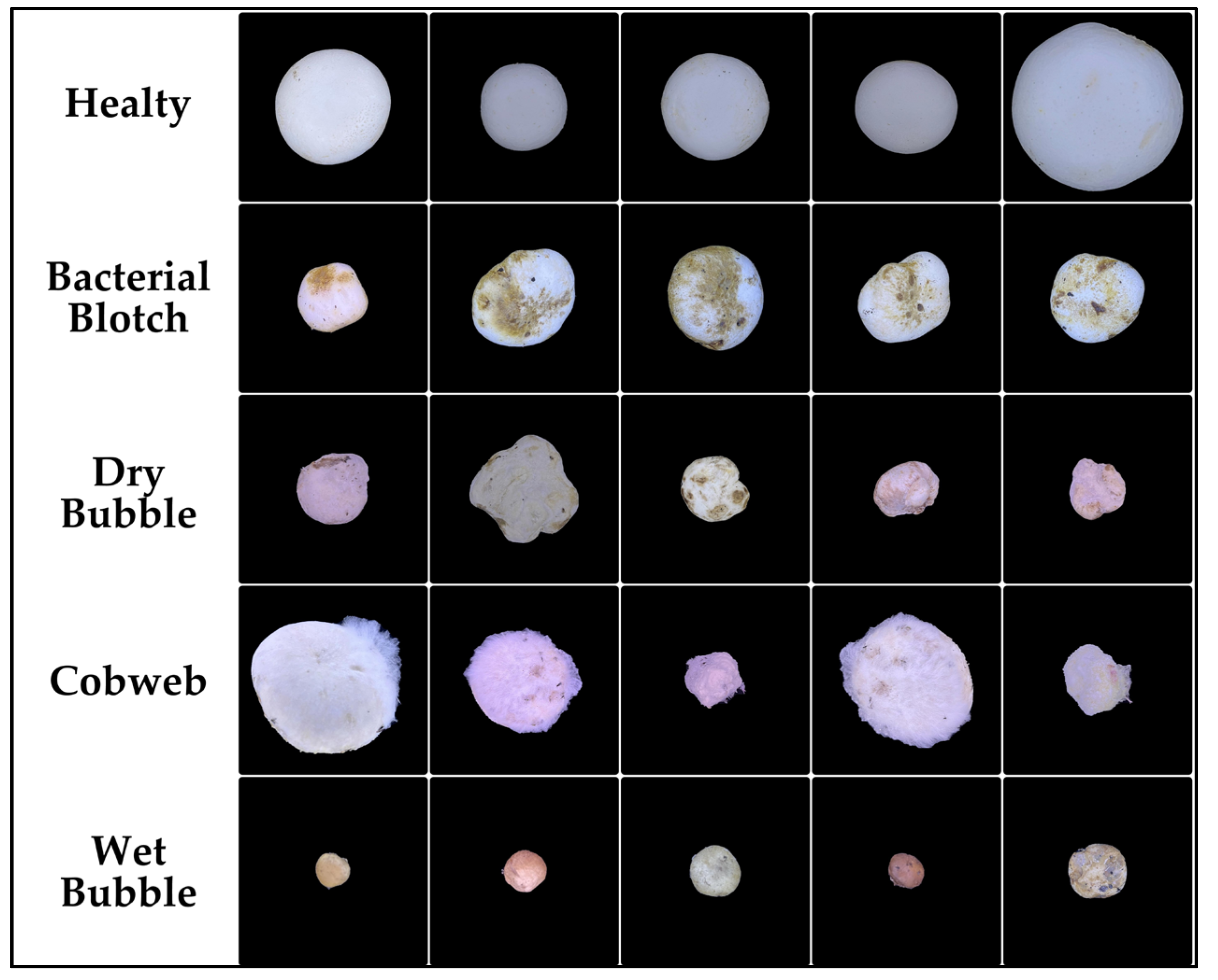 Agronomy 15 00226 g004 Agronomy 15 00226 g004