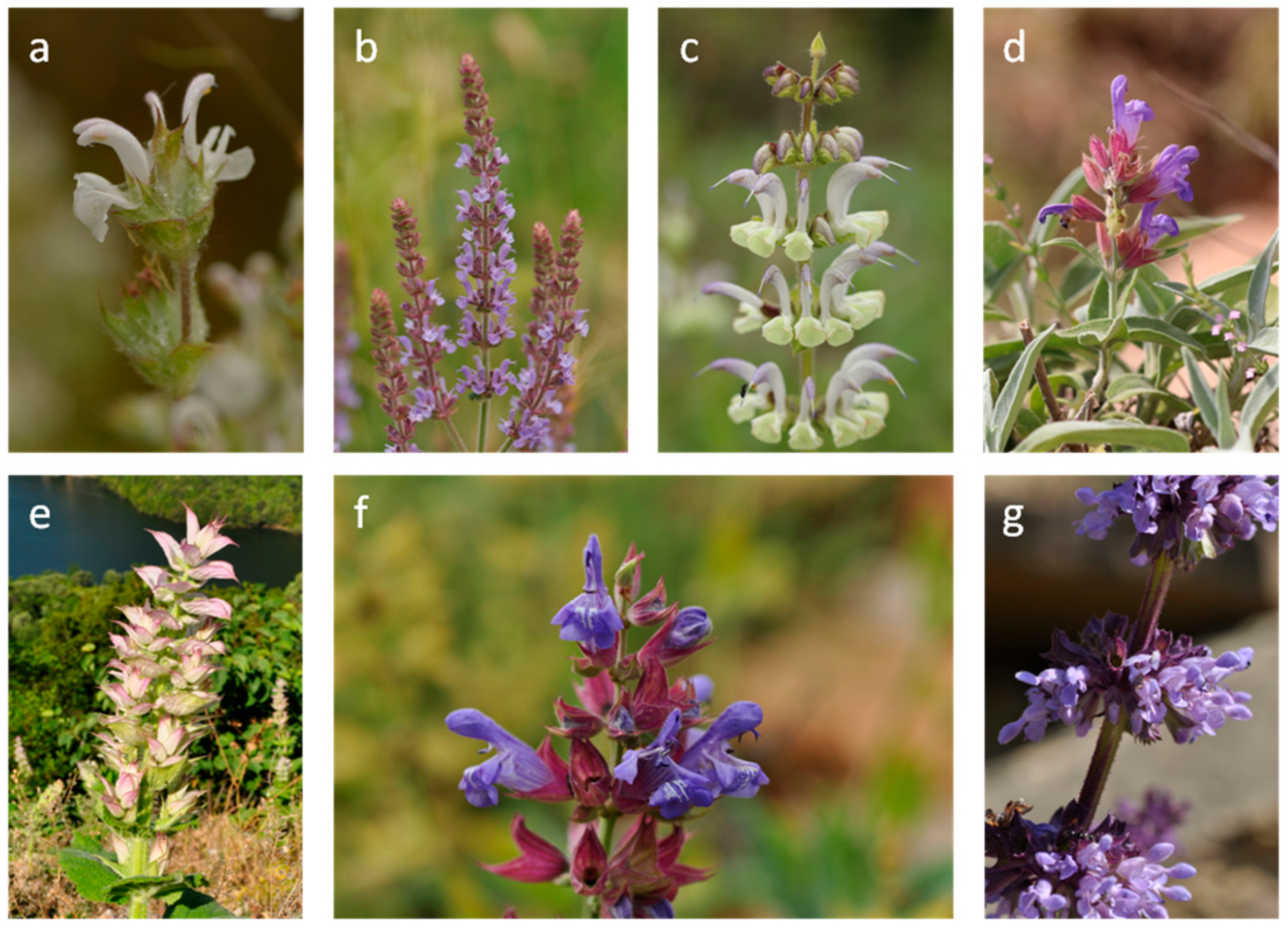 Agronomy 15 00227 g001