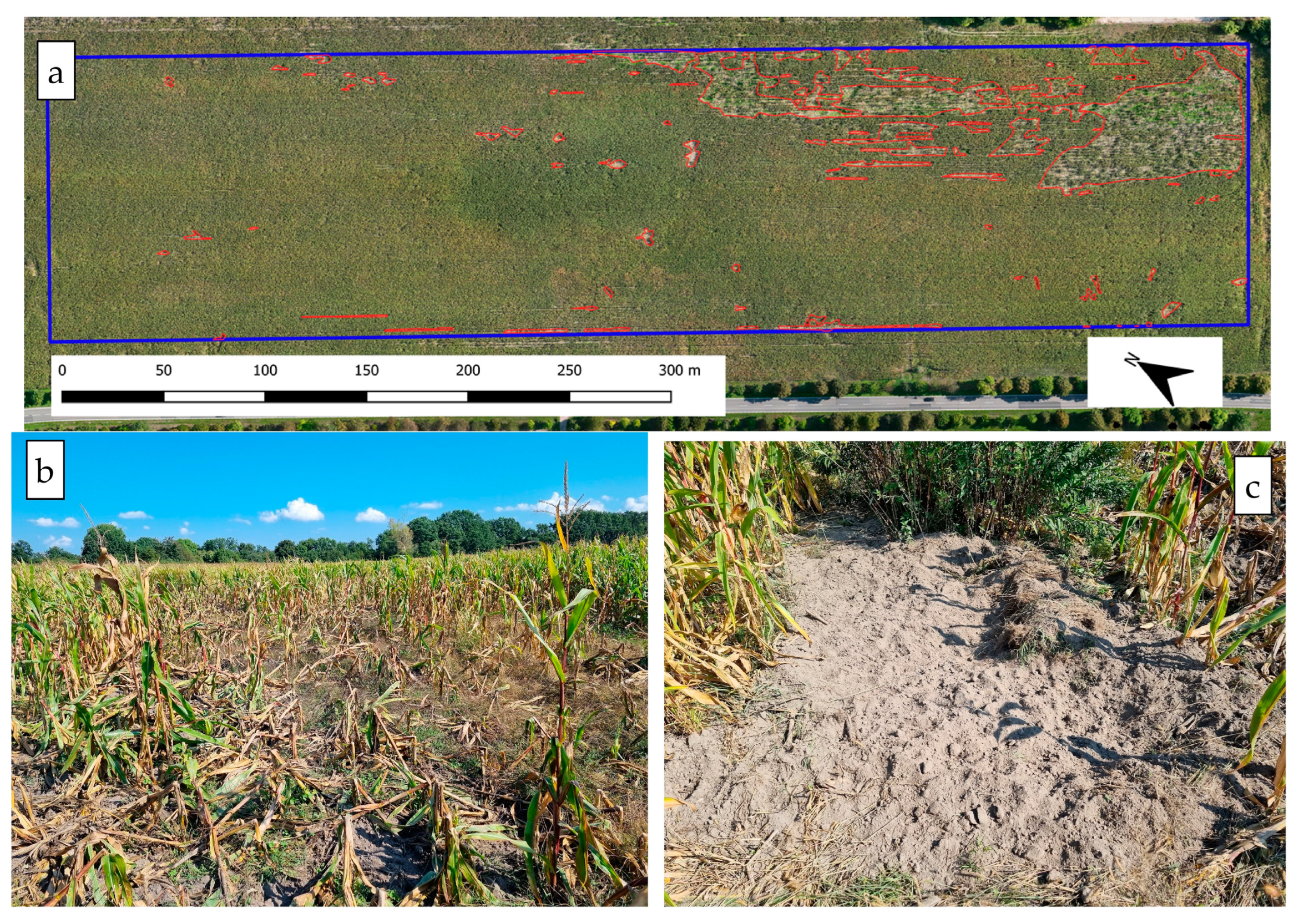 Agronomy 15 00238 g002