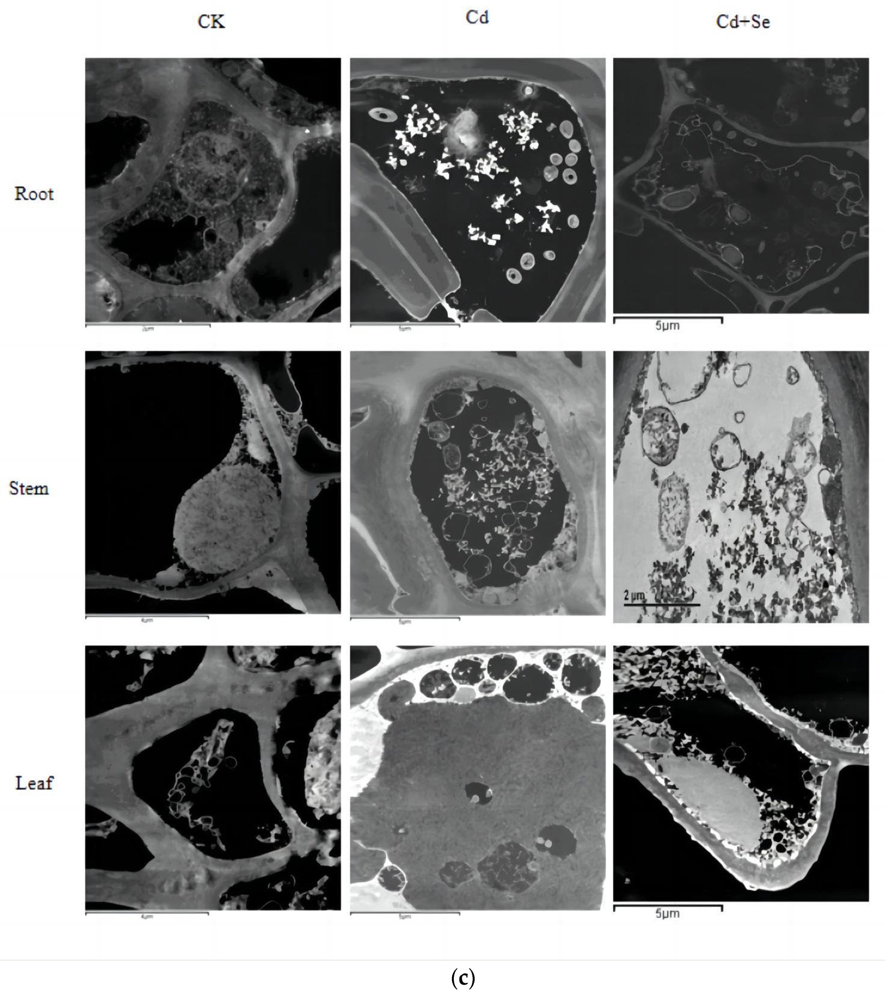 Agronomy 15 00246 g008b