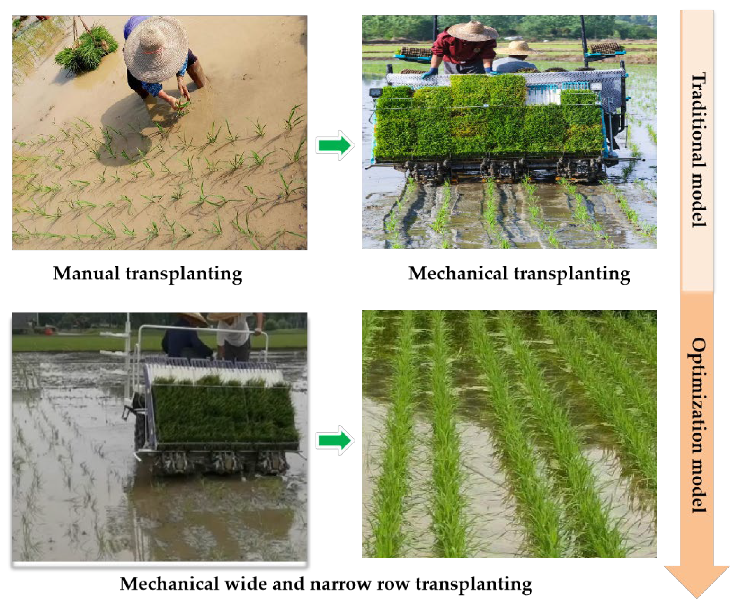 Agronomy 15 00248 g001 Agronomy 15 00248 g001