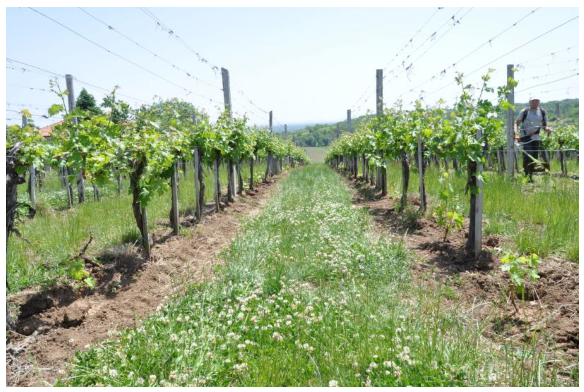 Agronomy 15 00253 g001