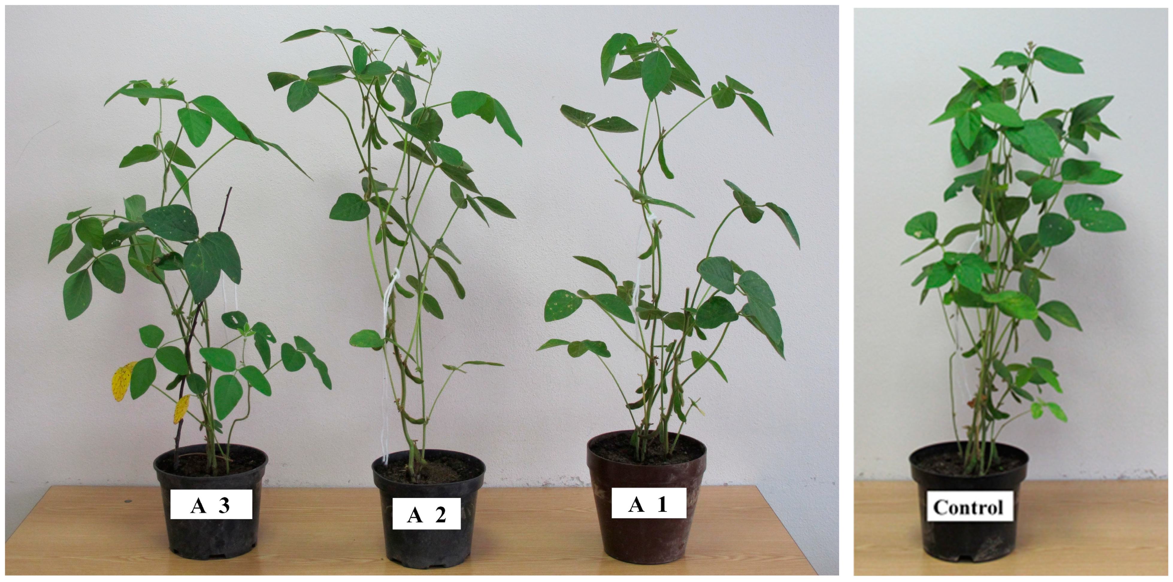 Agronomy 15 00263 g004