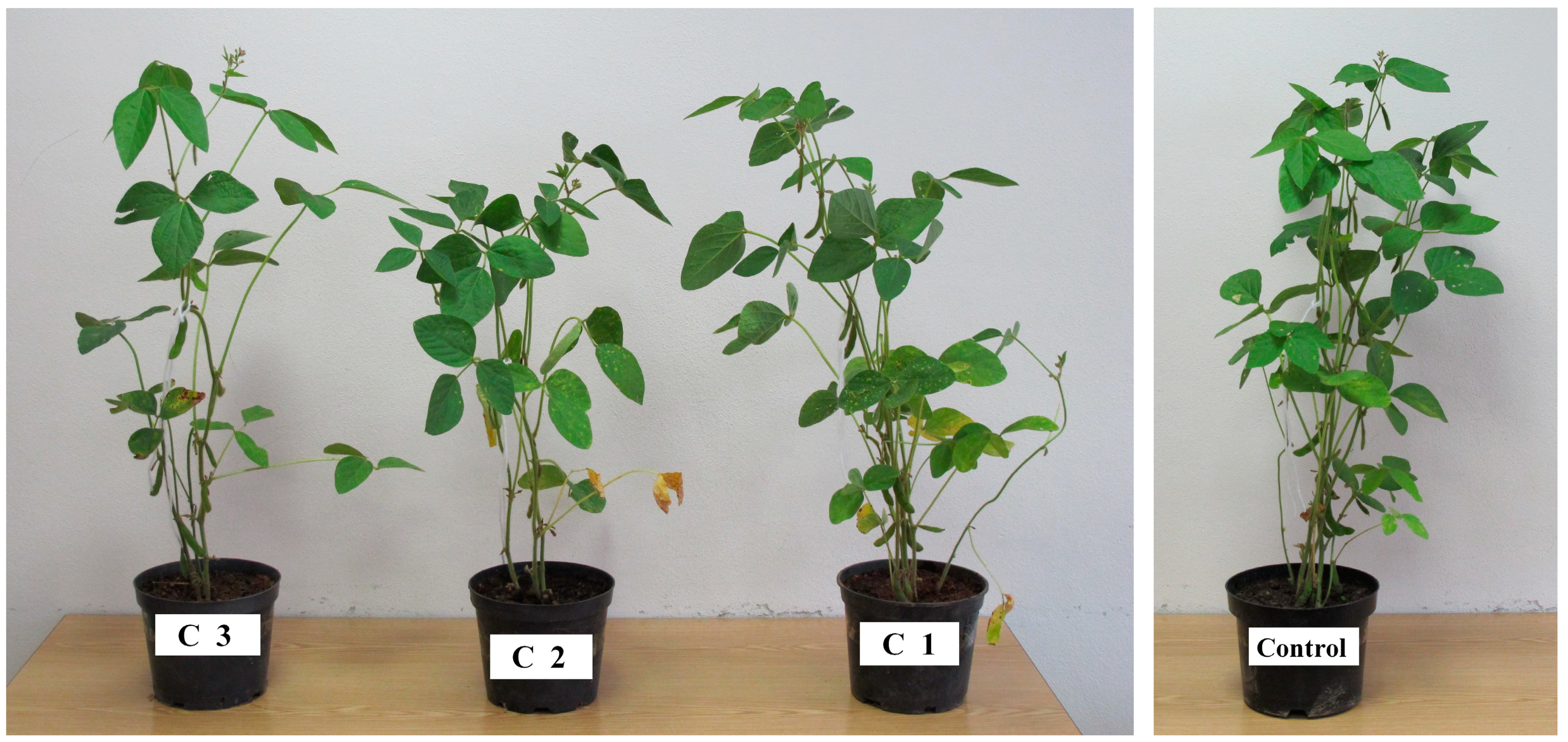 Agronomy 15 00263 g006