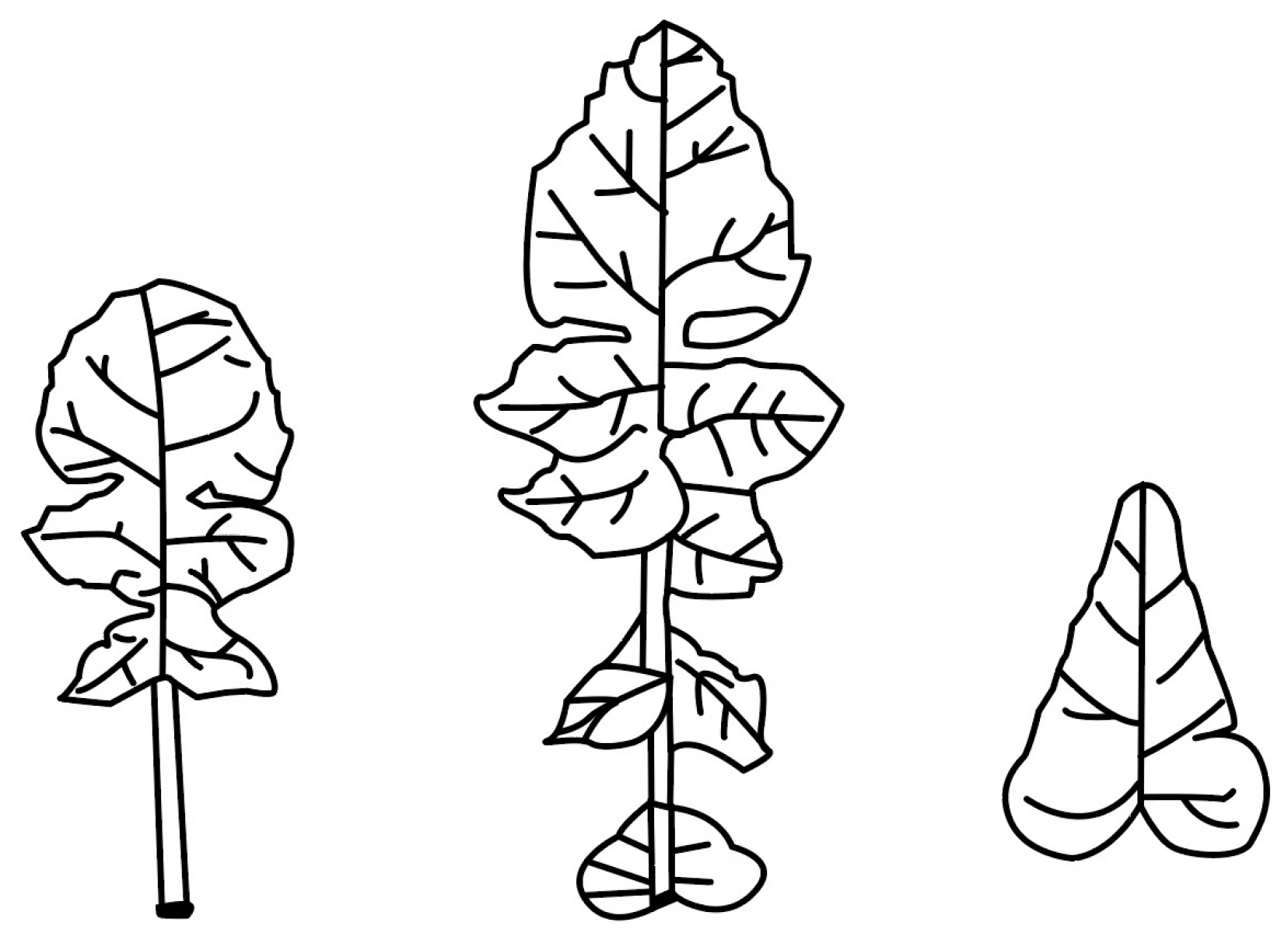 Agronomy 15 00276 g003