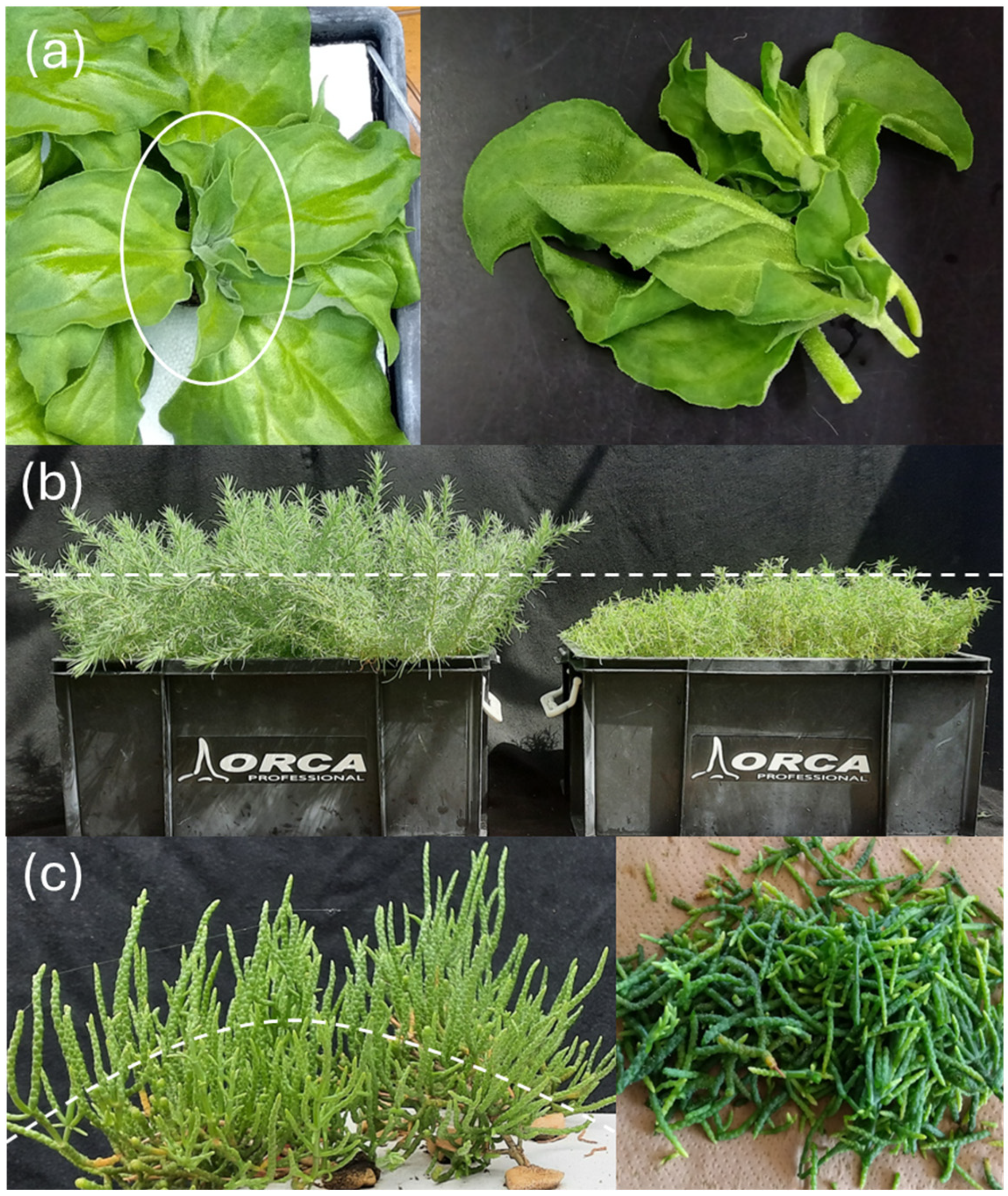 Agronomy 15 00277 g002