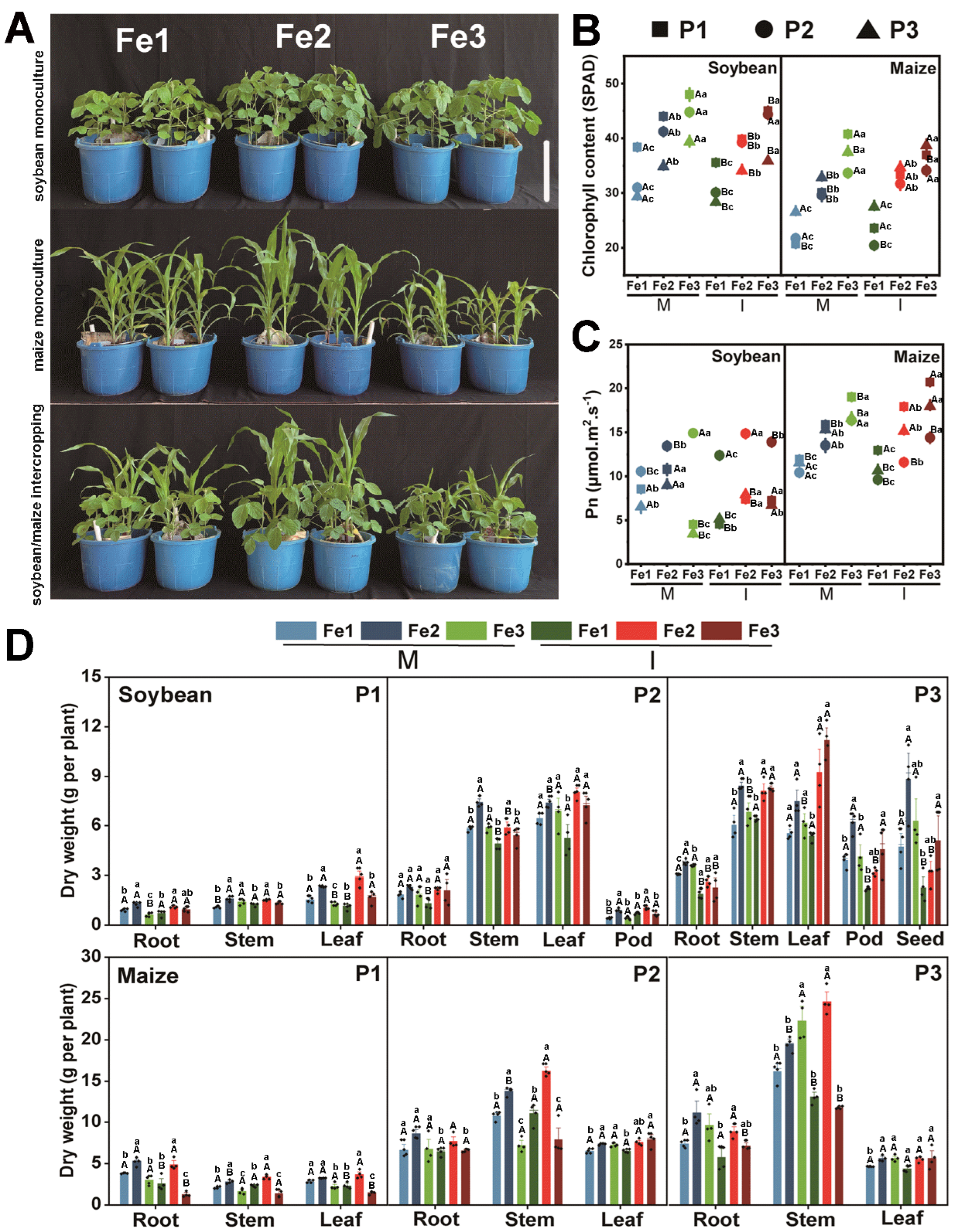 Agronomy 15 00286 g001