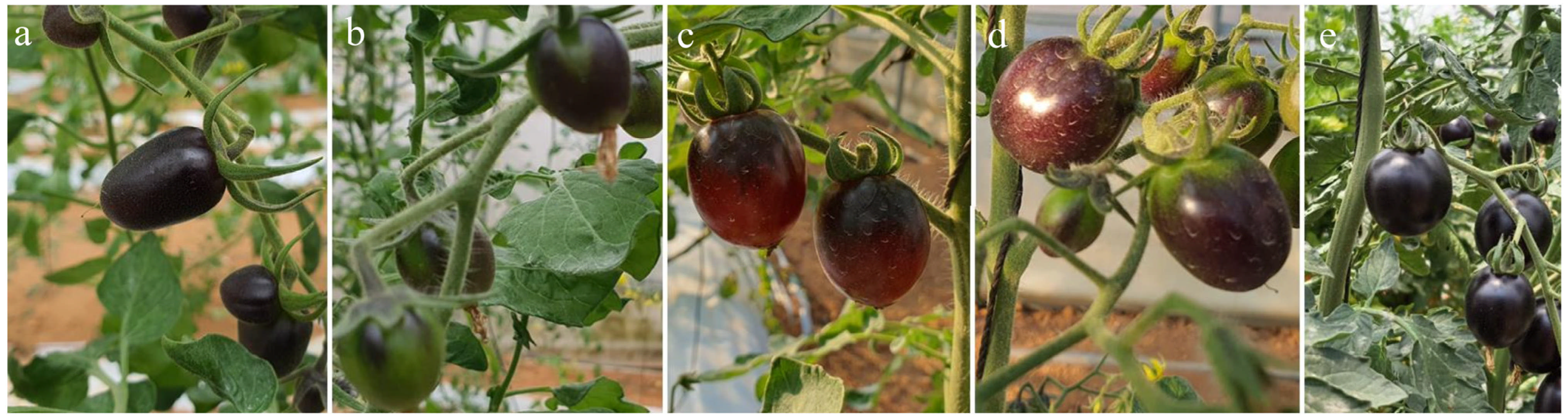 Agronomy 15 00295 g001