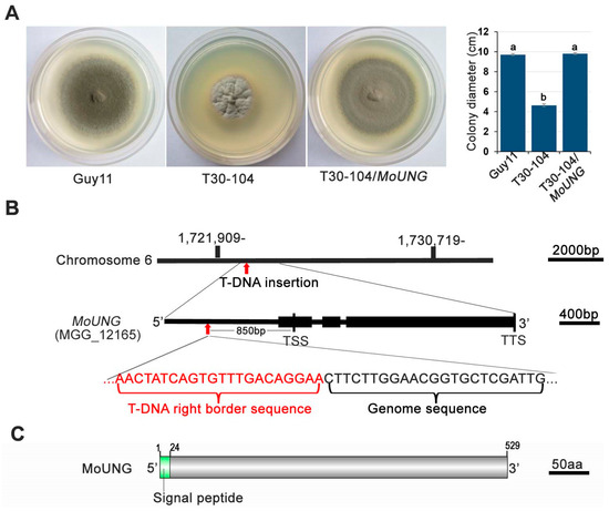 Unraveling the Janus-Faced Role of Autophagy in