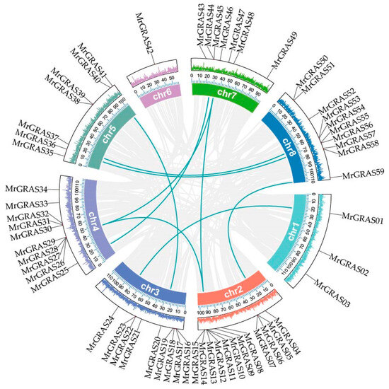 Genome-Wide Identification of the GRAS Transcription Factor