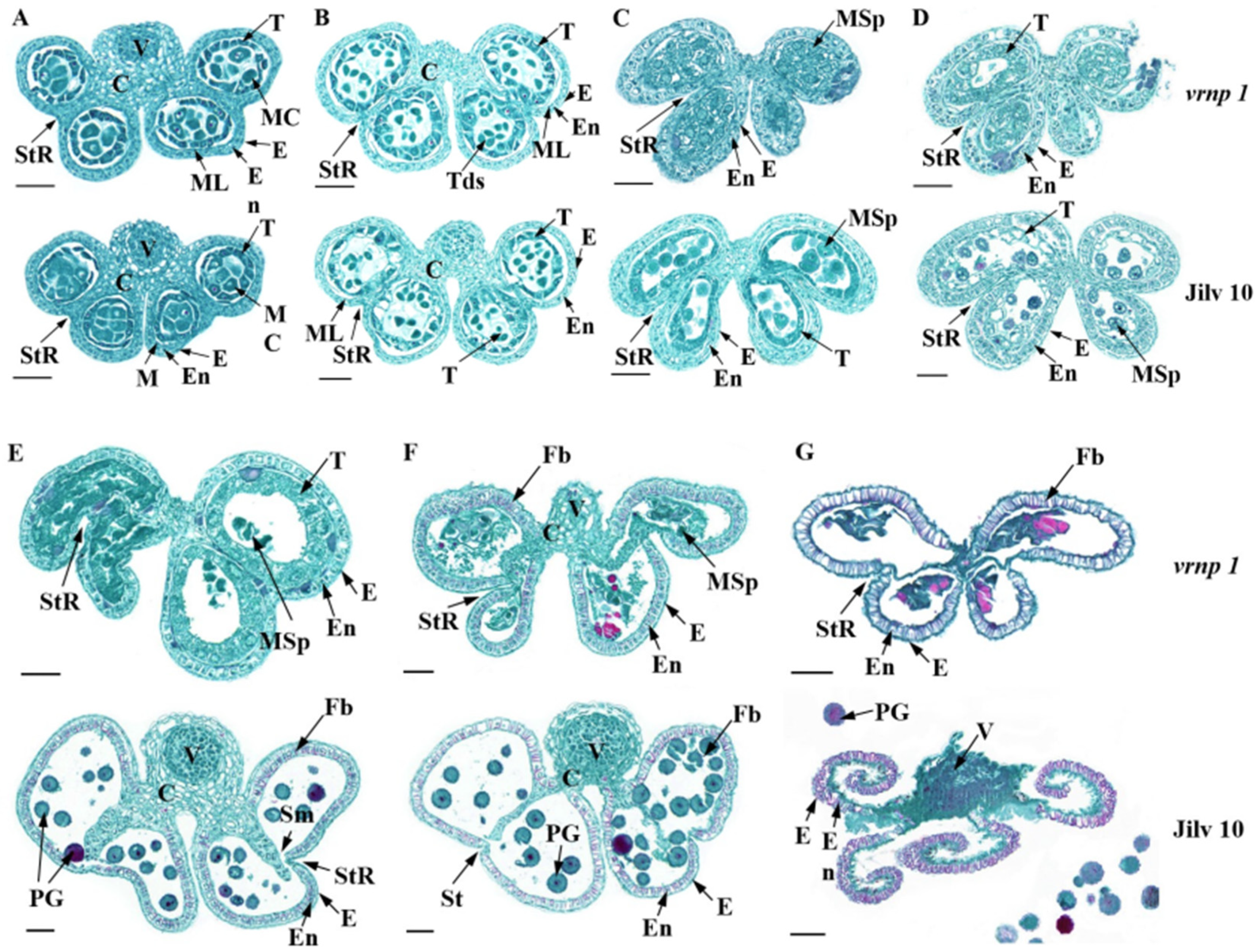 Agronomy 15 00312 g002