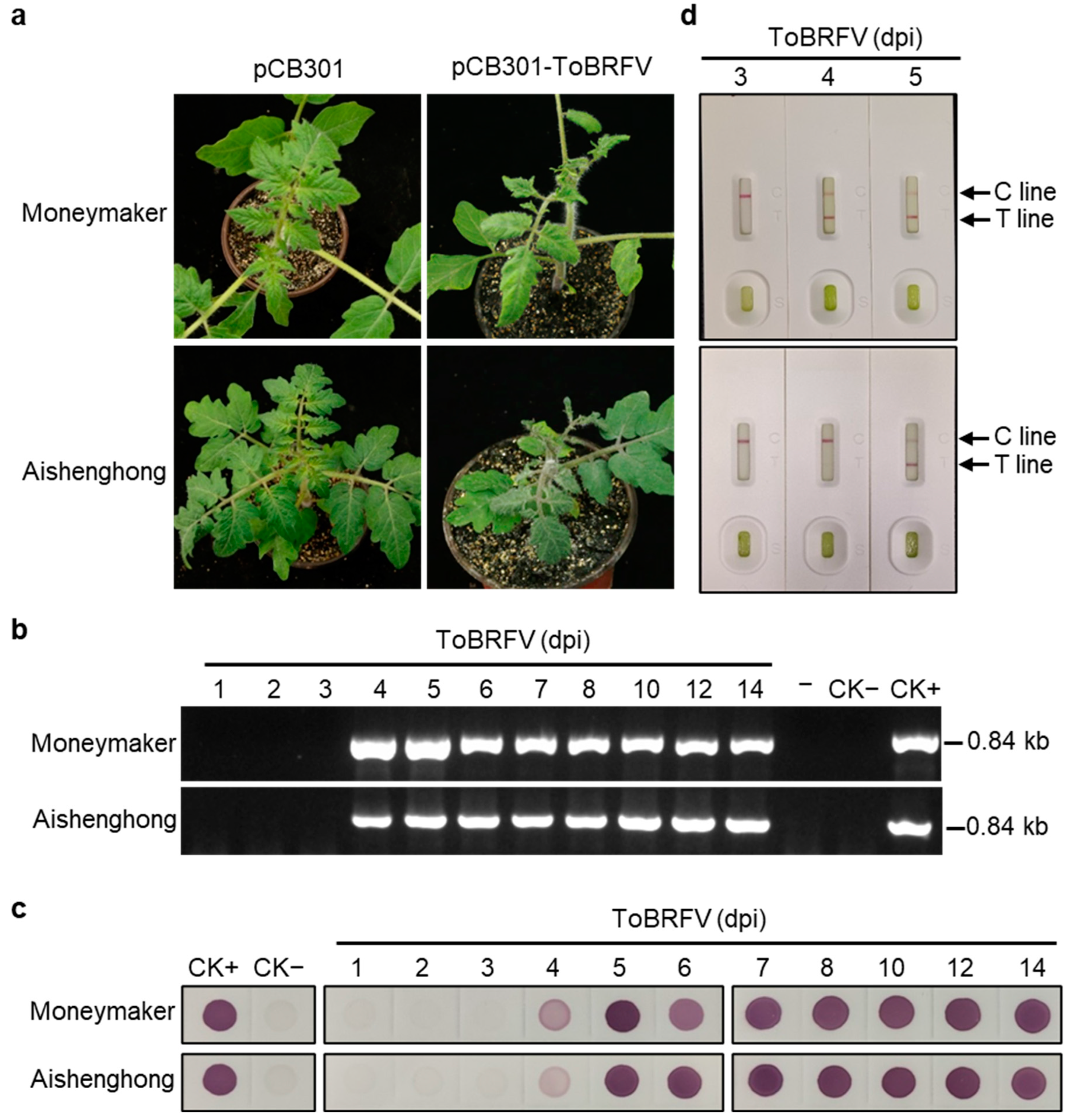 Agronomy 15 00318 g001