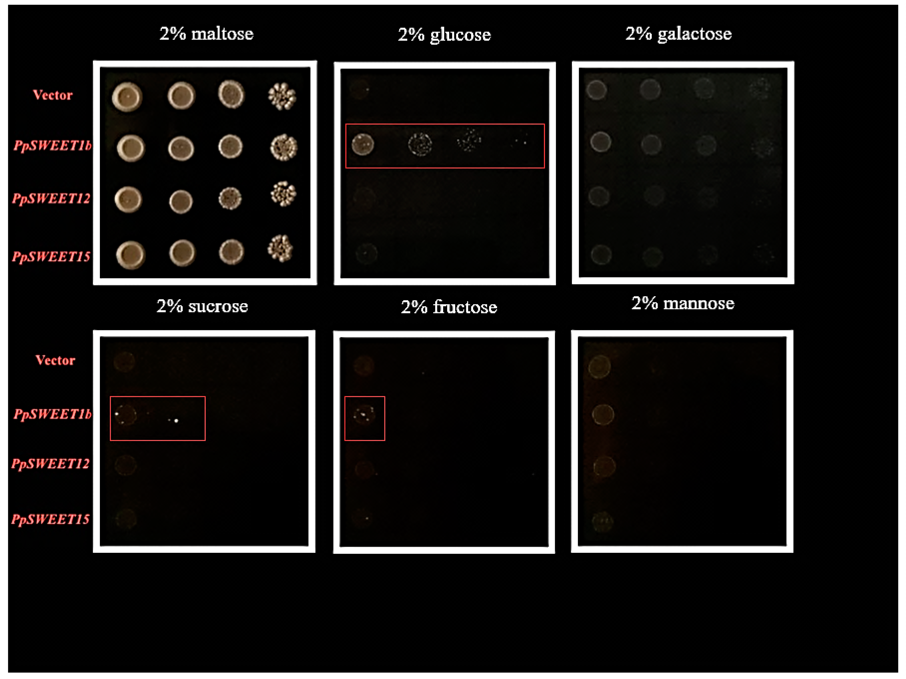 Agronomy 15 00320 g006 Agronomy 15 00320 g006