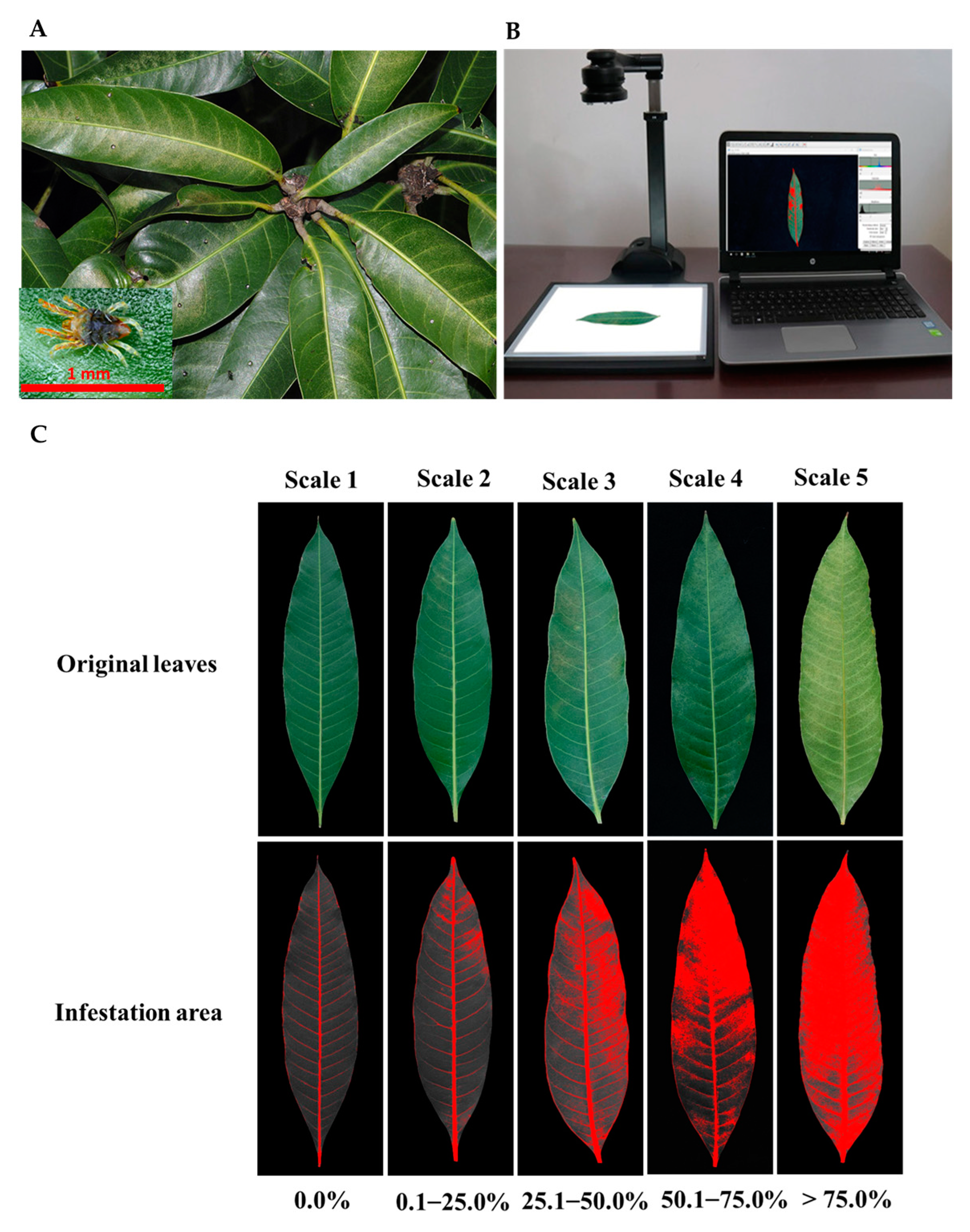 Agronomy 15 00324 g001