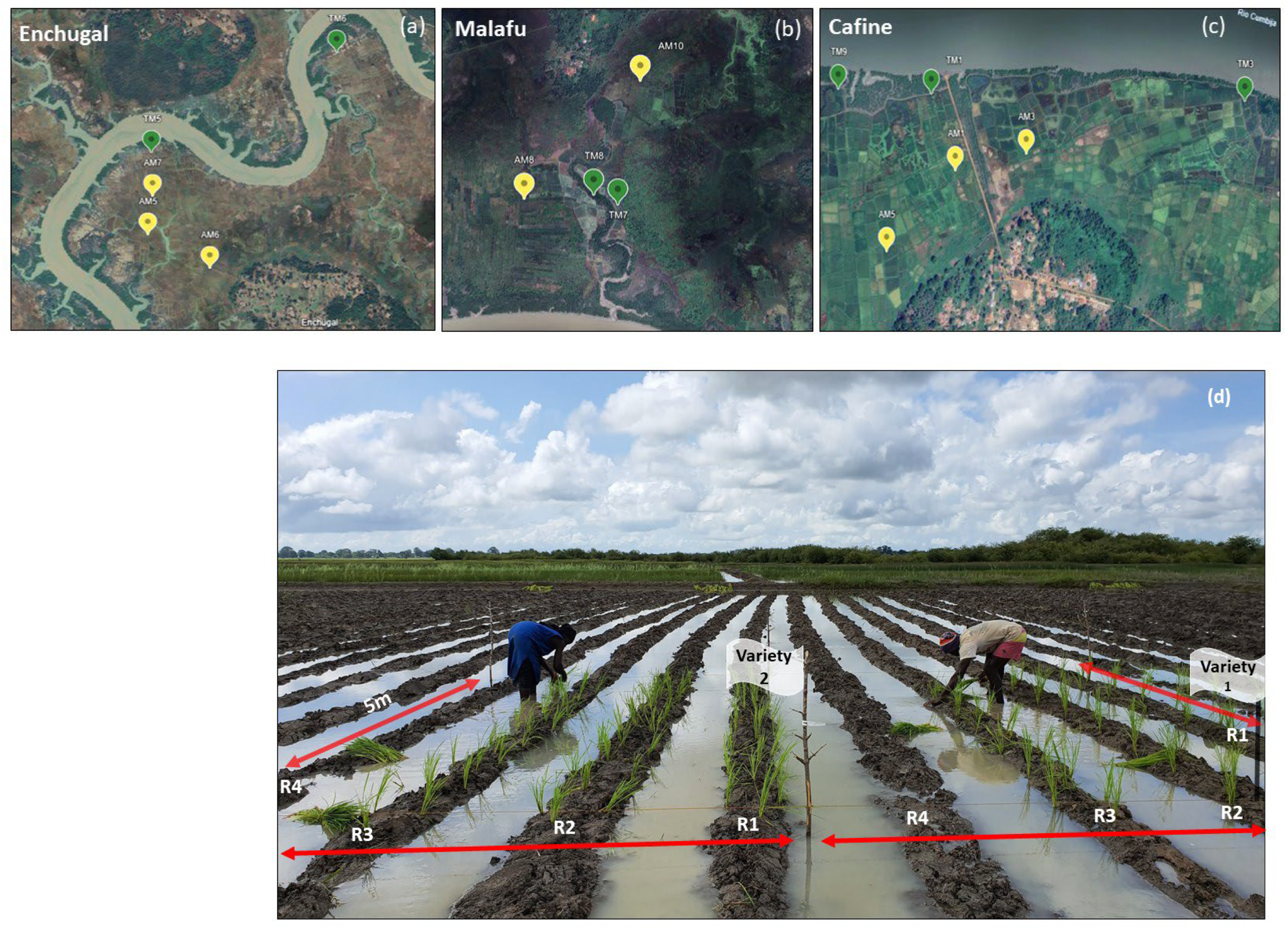 Agronomy 15 00342 g002a Agronomy 15 00342 g002a