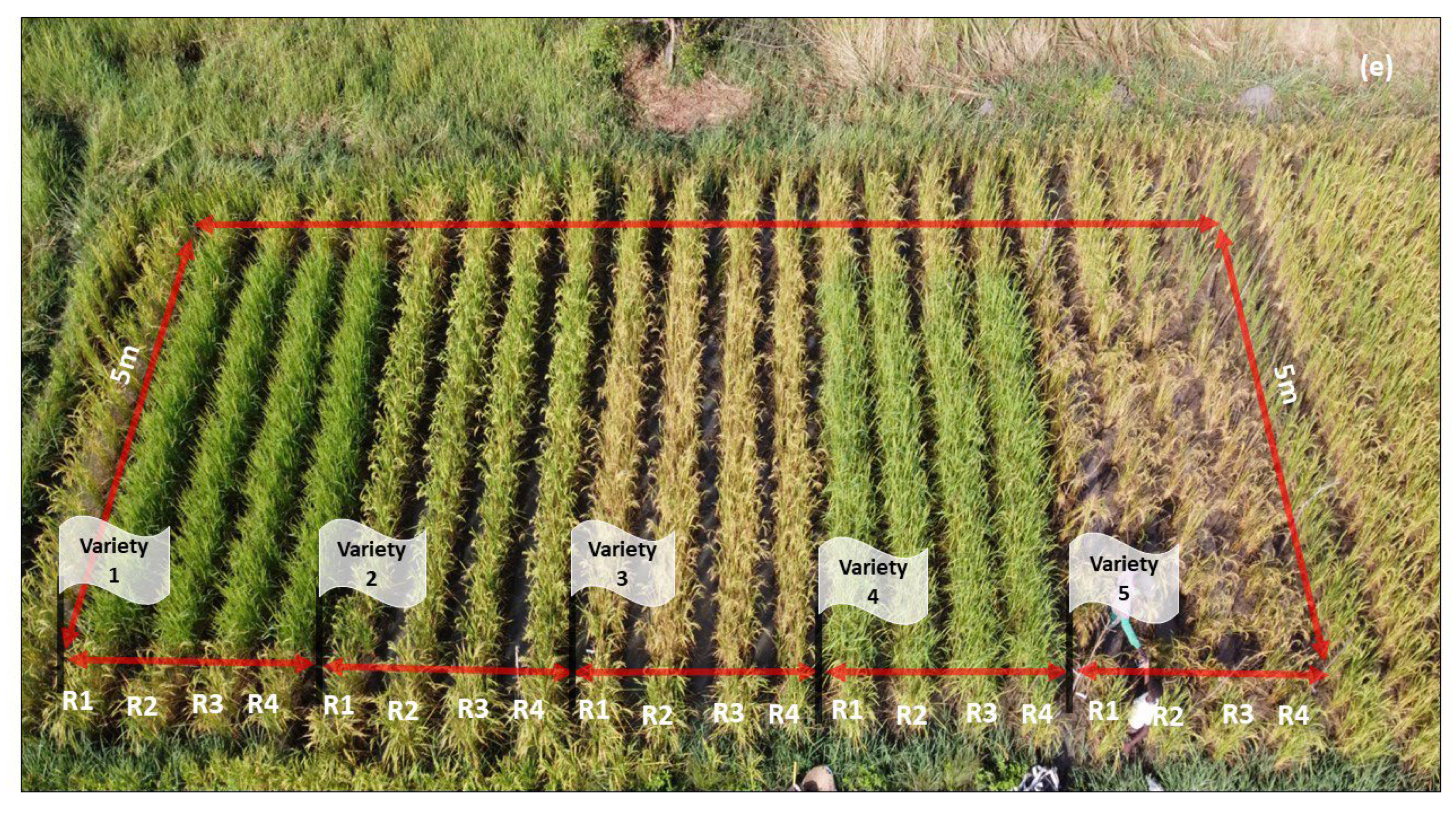 Agronomy 15 00342 g002b Agronomy 15 00342 g002b