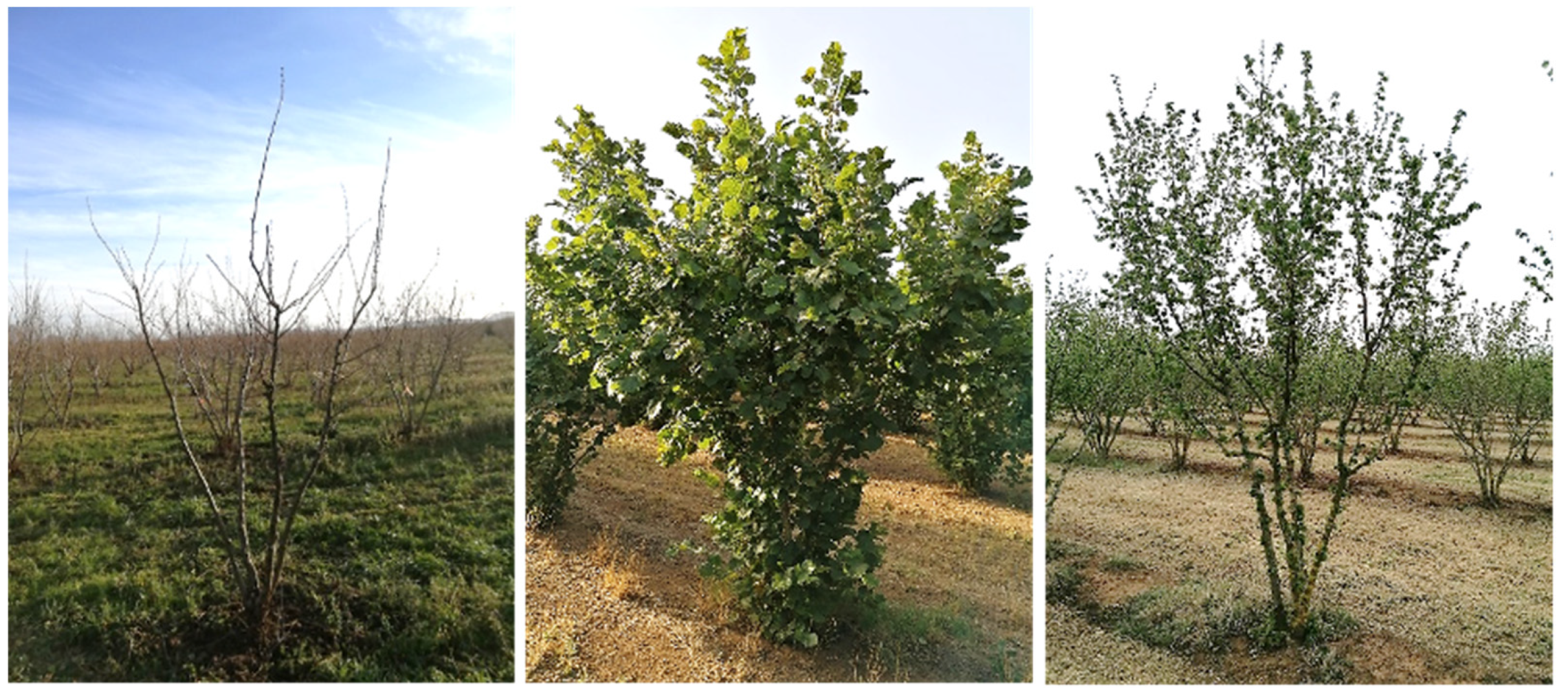 Agronomy 15 00345 g001