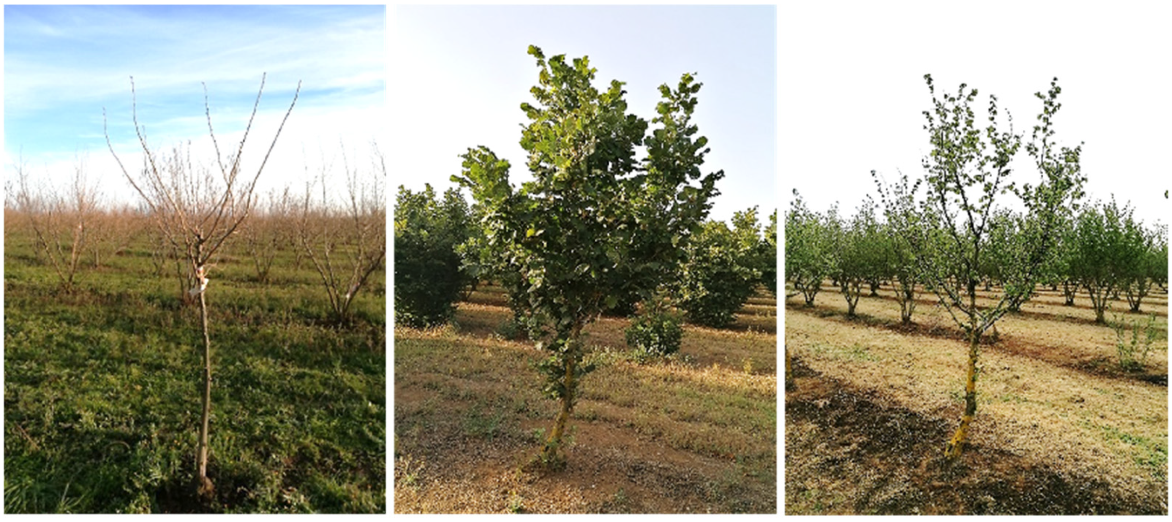 Agronomy 15 00345 g002