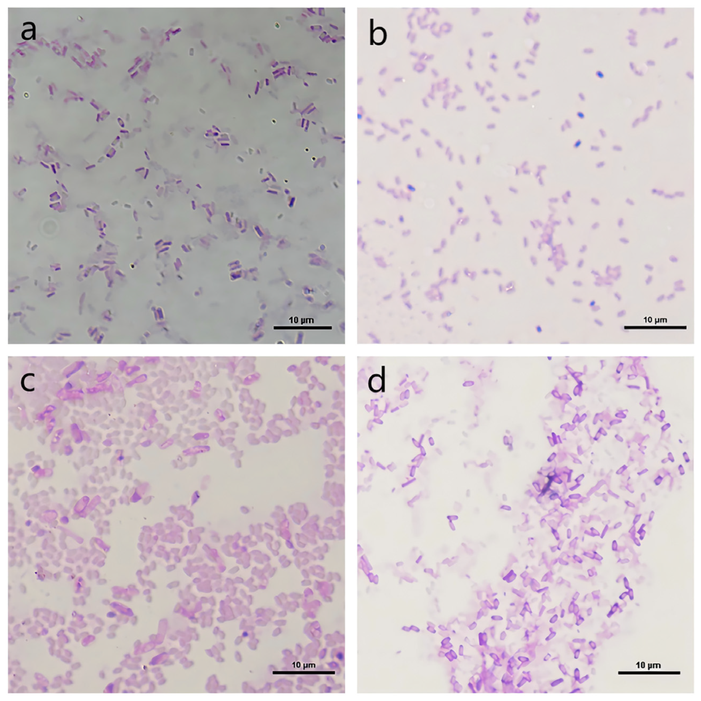 Agronomy 15 00350 g002