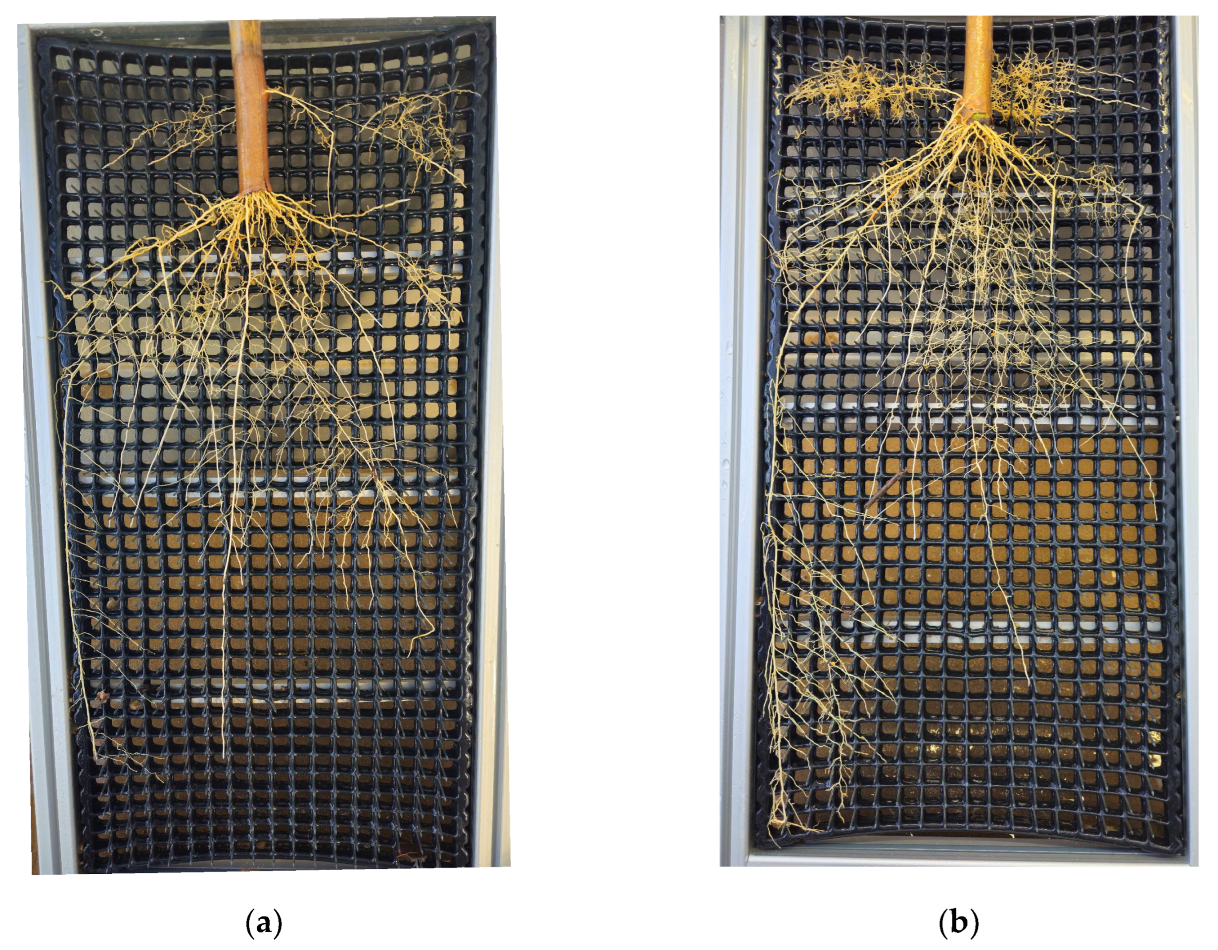 Agronomy 15 00353 g0a4