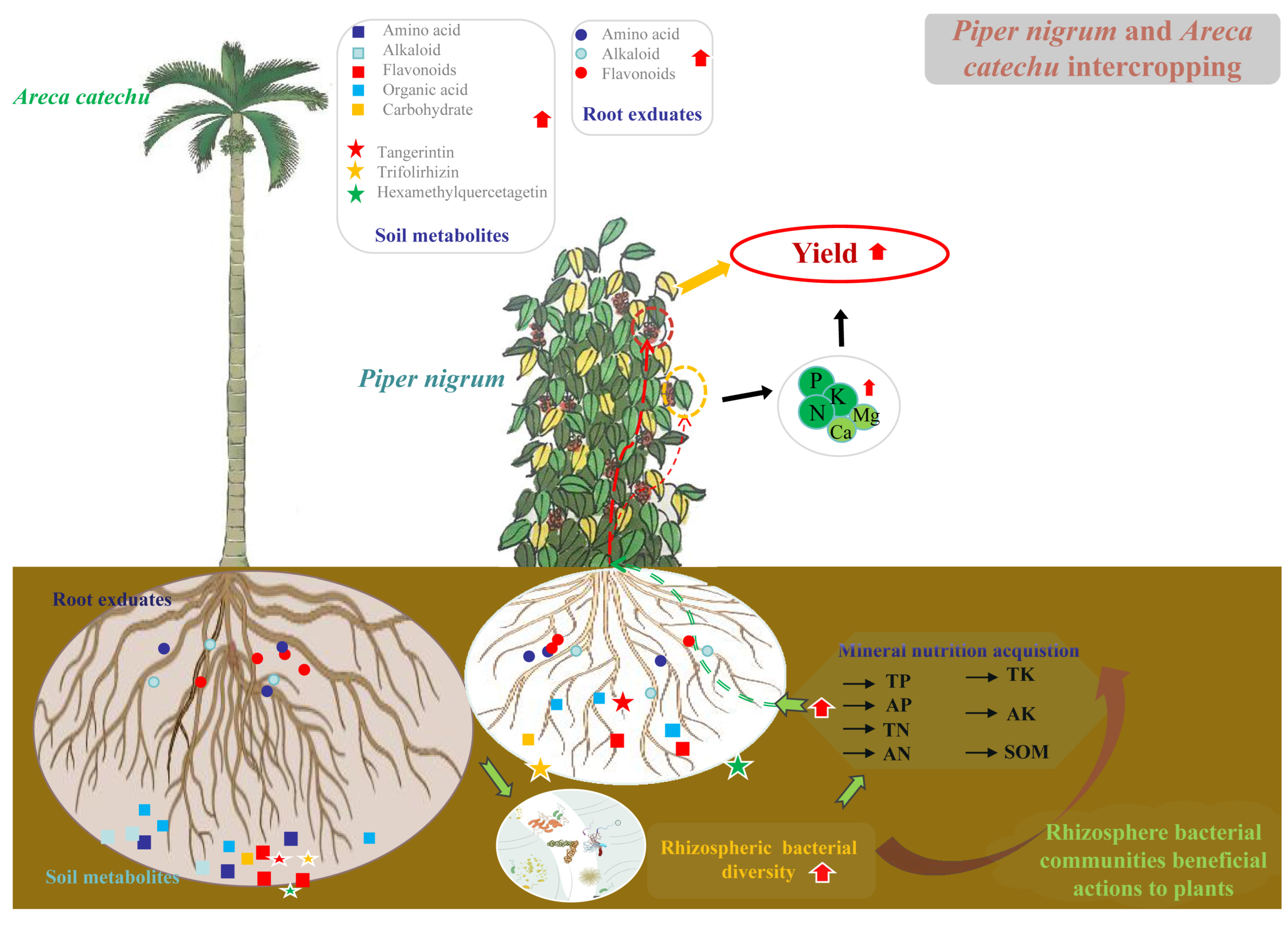 Agronomy 15 00355 g008