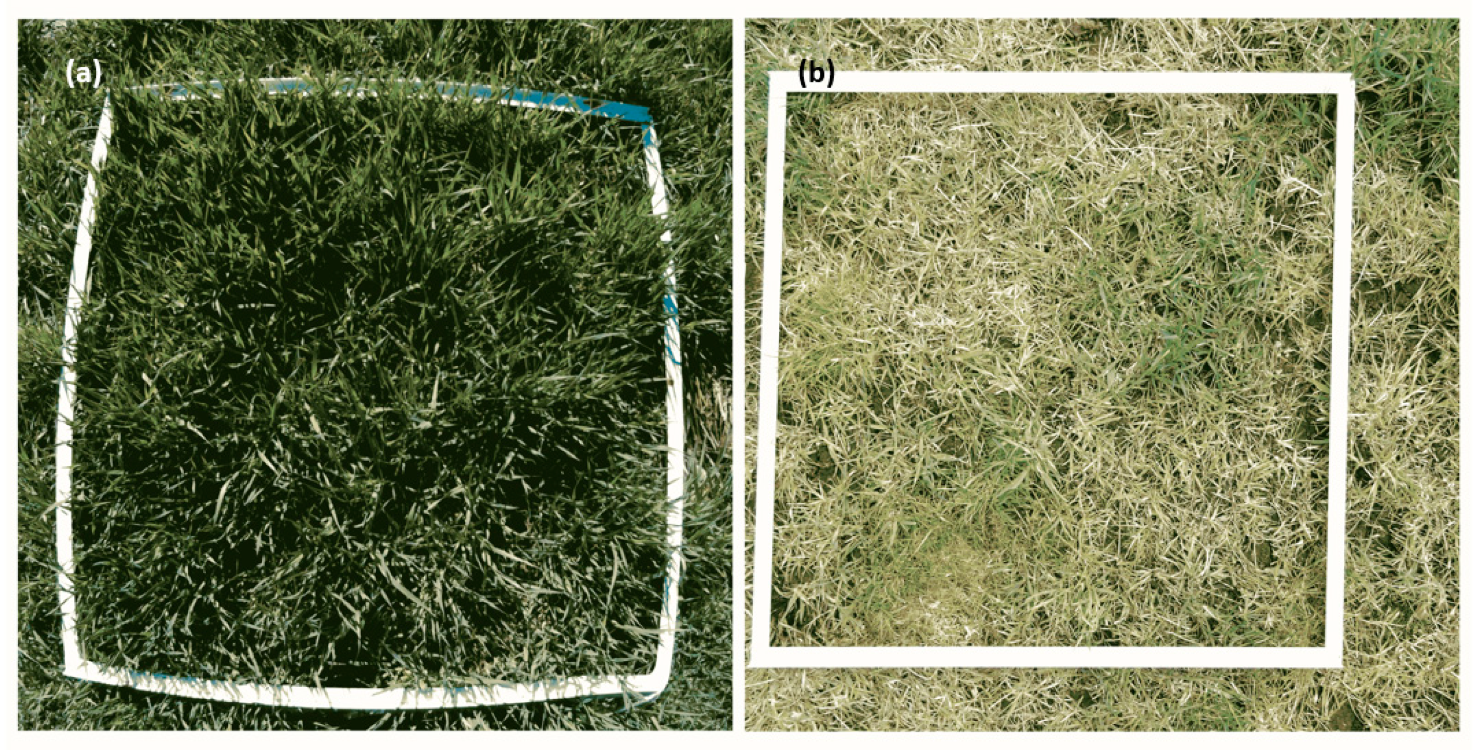 Agronomy 15 00356 g003