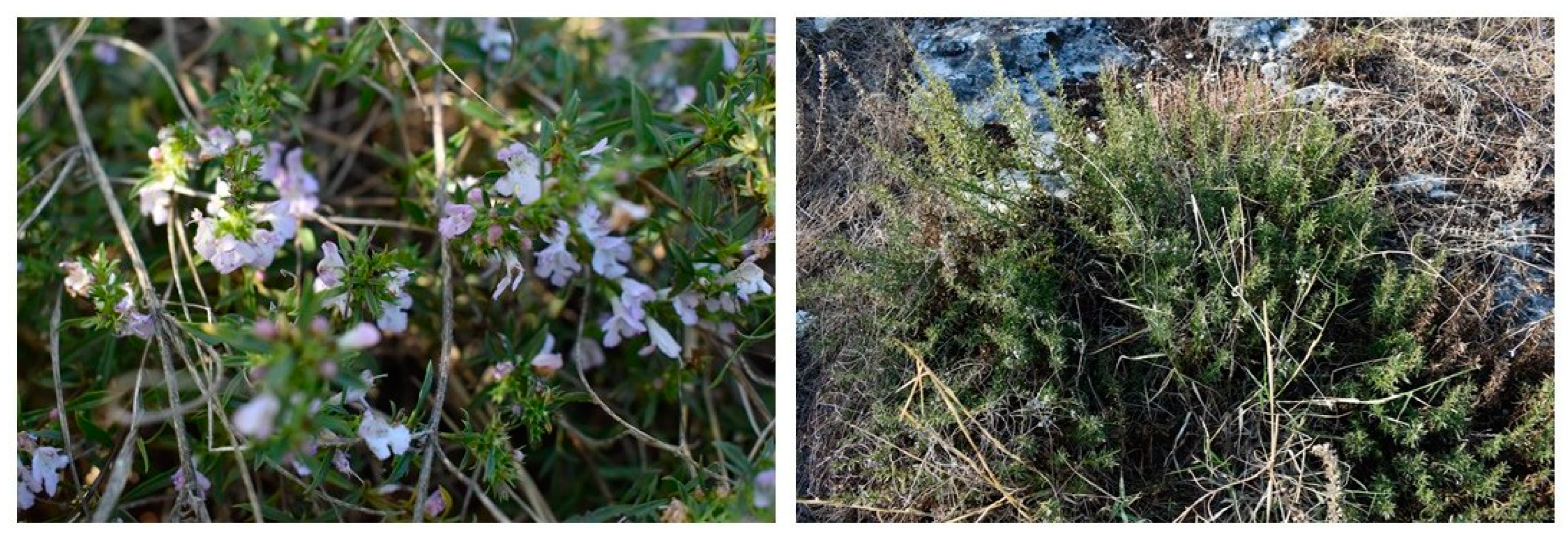 Agronomy 15 00357 g001 Agronomy 15 00357 g001