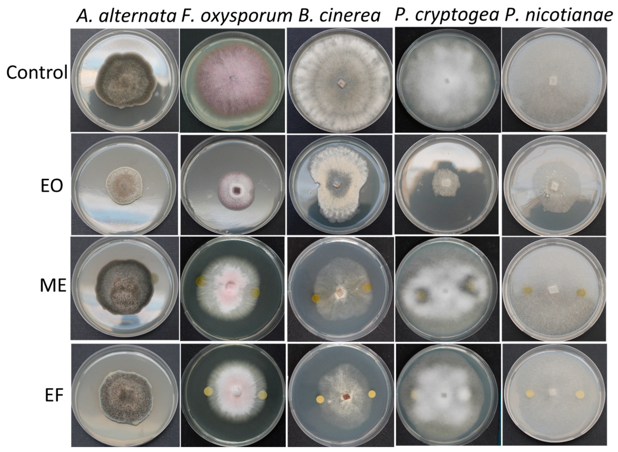 Agronomy 15 00357 g002 Agronomy 15 00357 g002