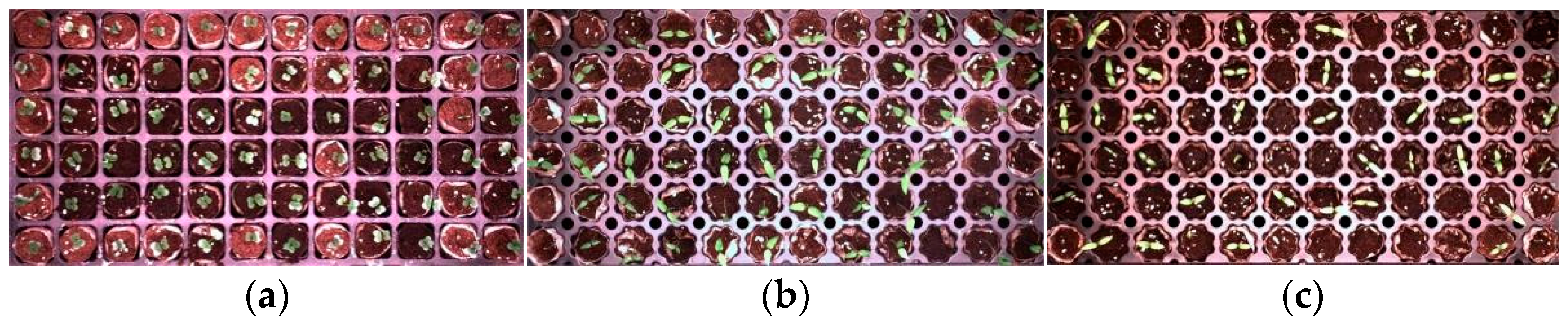 Agronomy 15 00375 g002