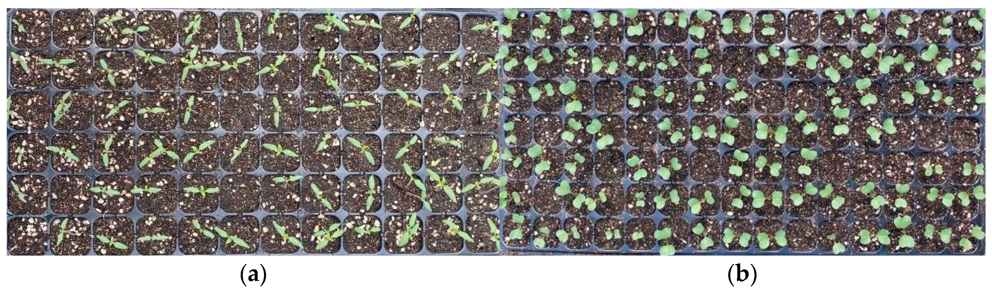 Agronomy 15 00375 g004