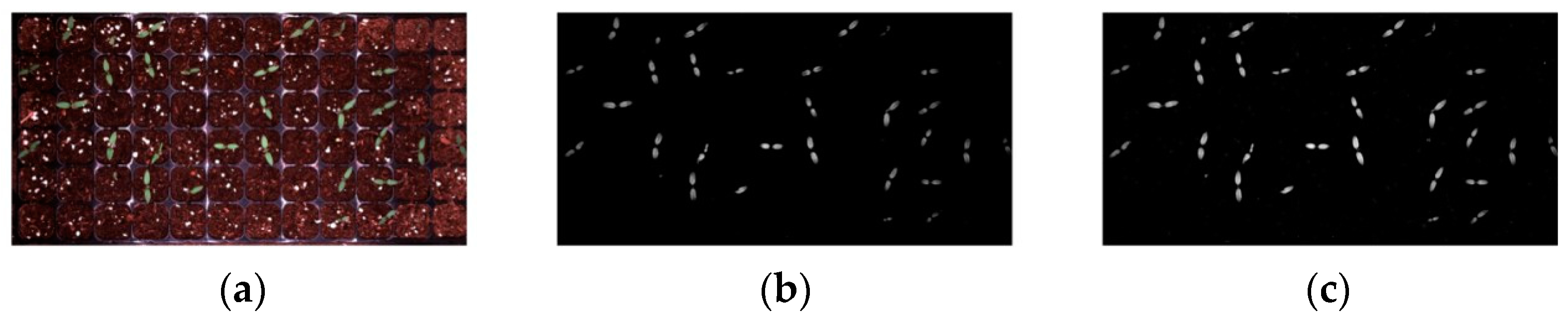 Agronomy 15 00375 g013