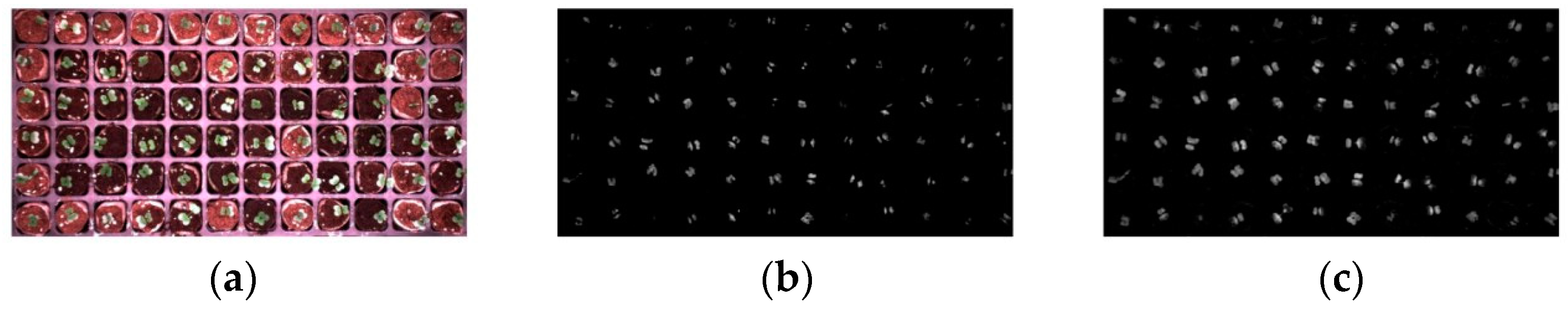 Agronomy 15 00375 g015