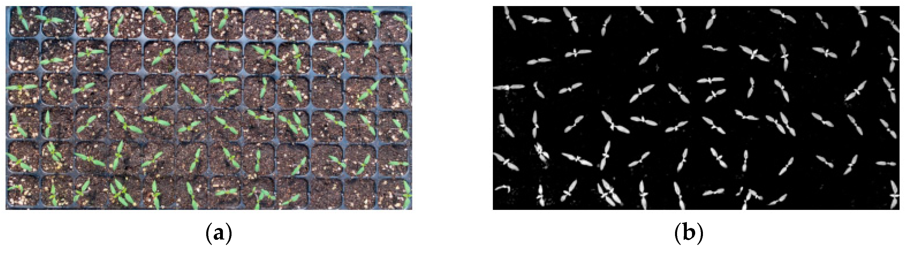 Agronomy 15 00375 g018