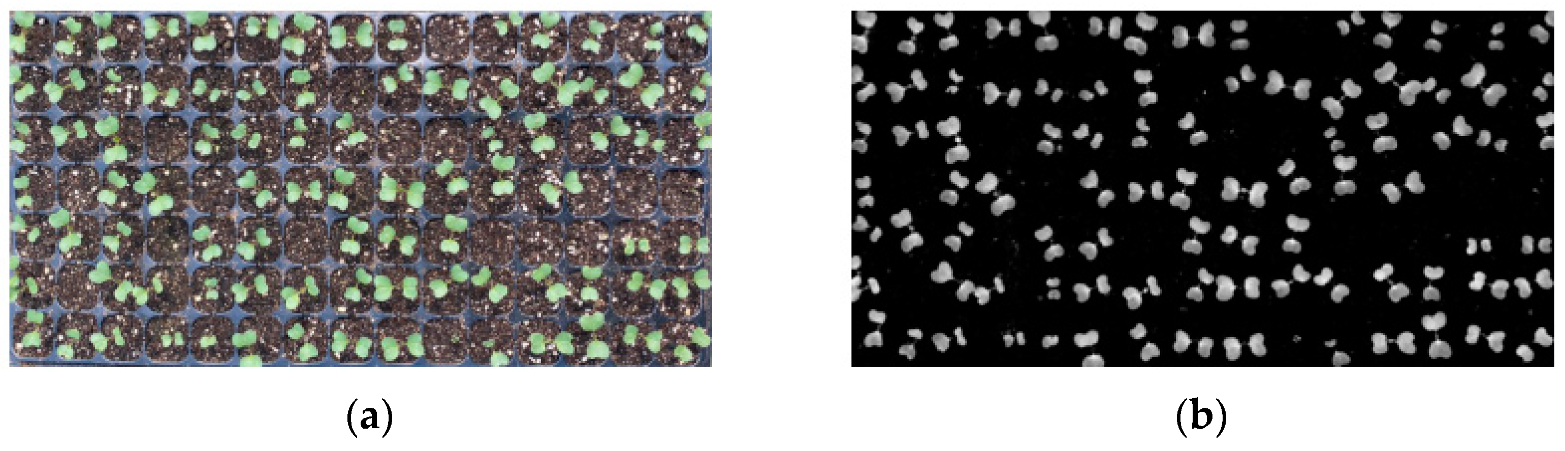 Agronomy 15 00375 g019