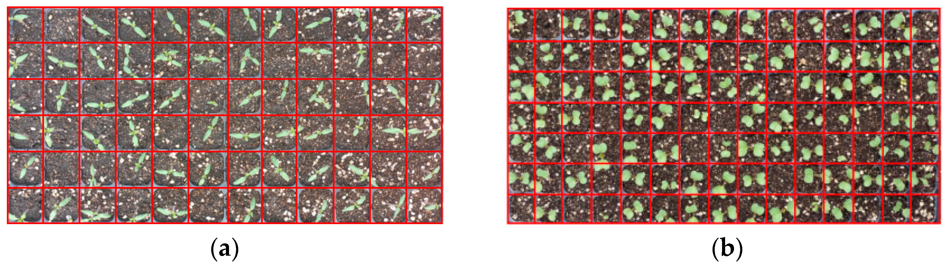 Agronomy 15 00375 g020