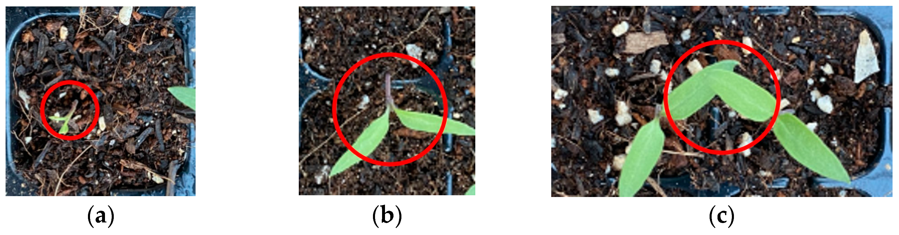 Agronomy 15 00375 g021