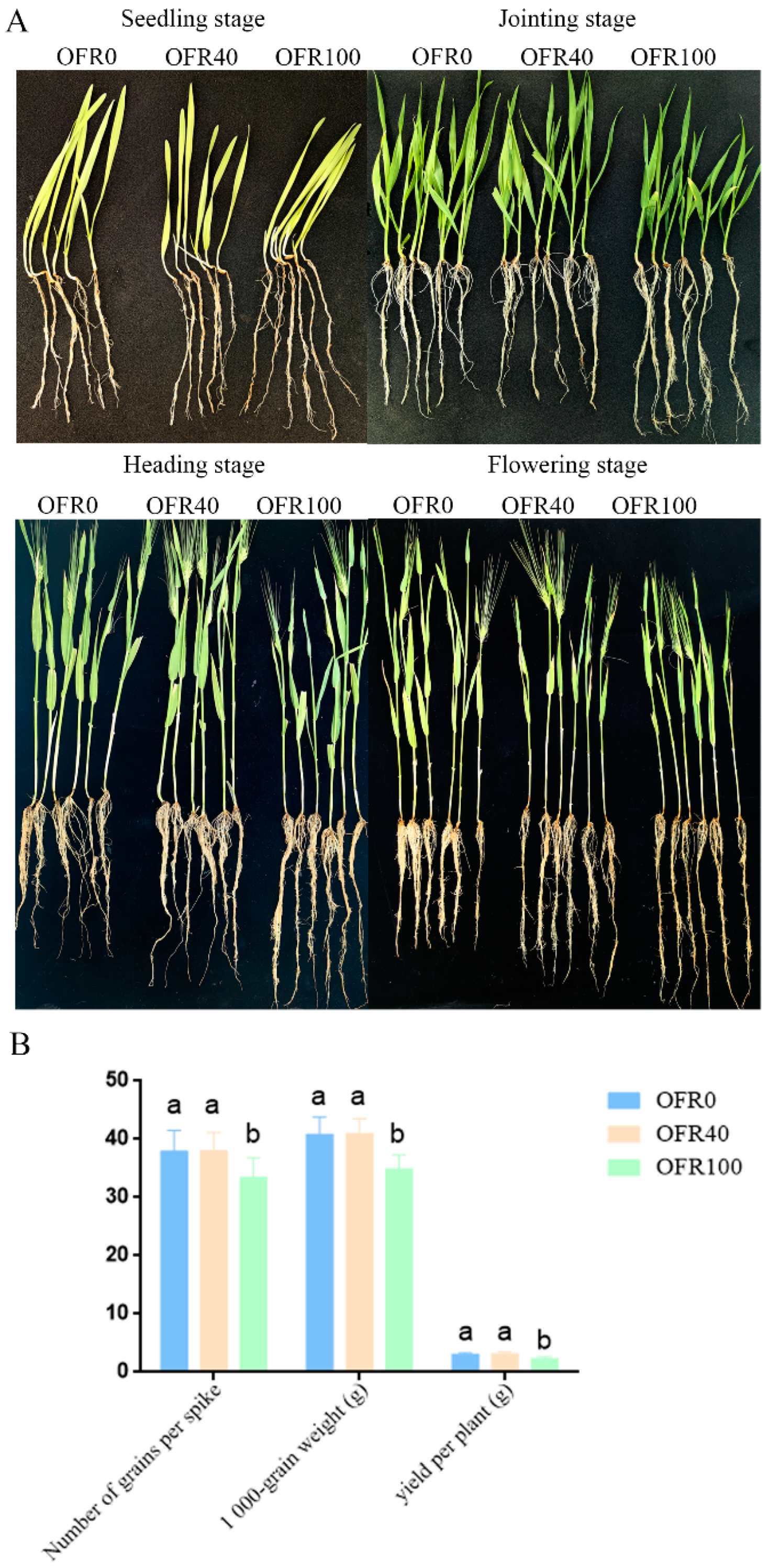 Agronomy 15 00380 g001