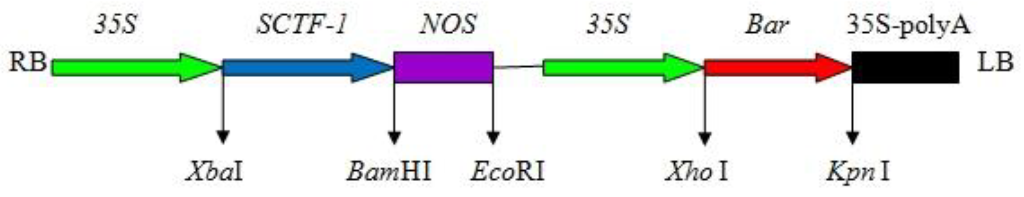 Agronomy 15 00384 g001