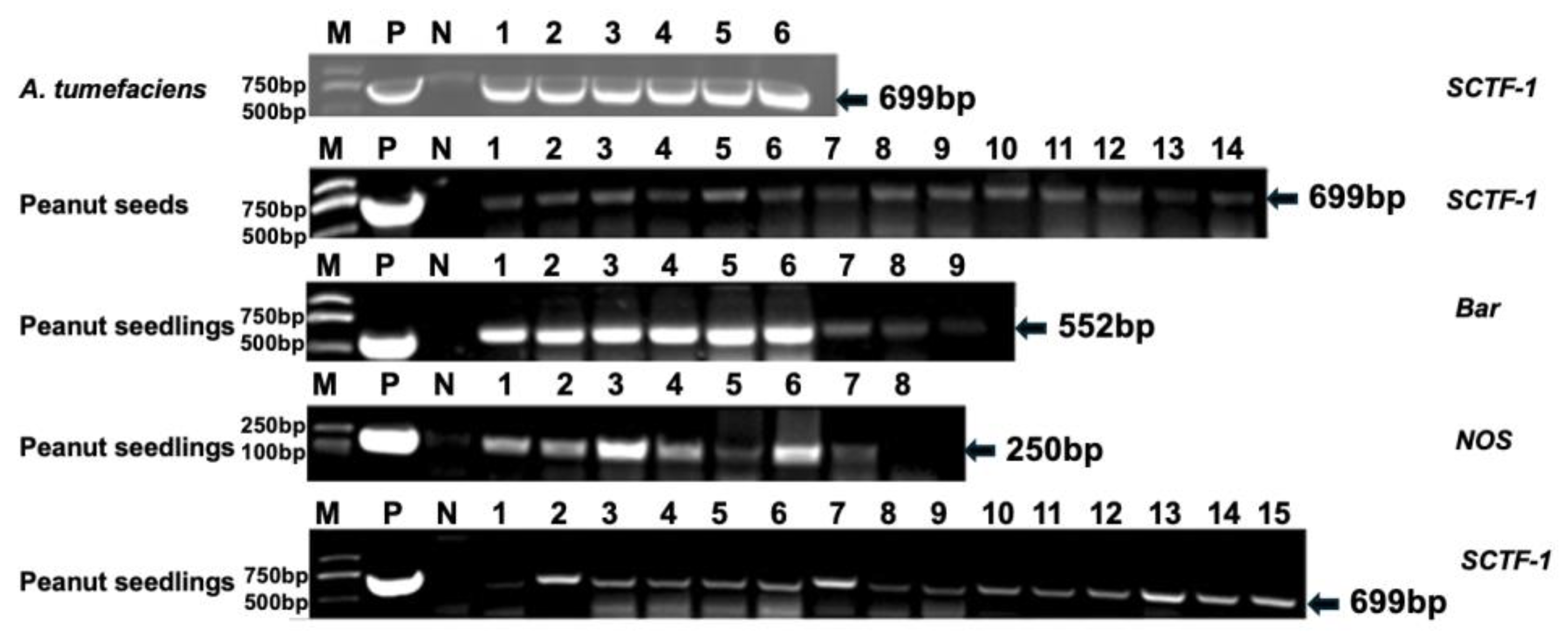 Agronomy 15 00384 g002