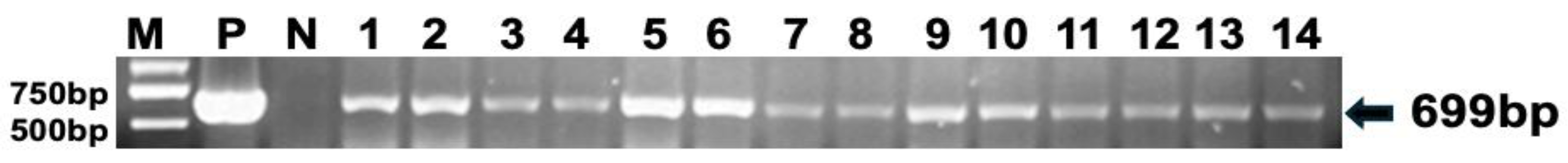 Agronomy 15 00384 g003