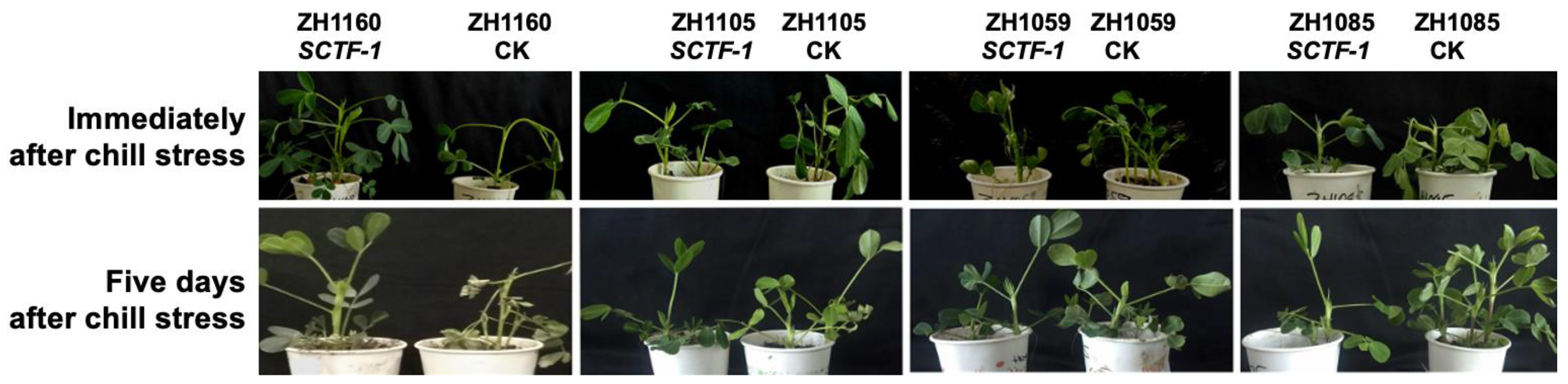 Agronomy 15 00384 g007