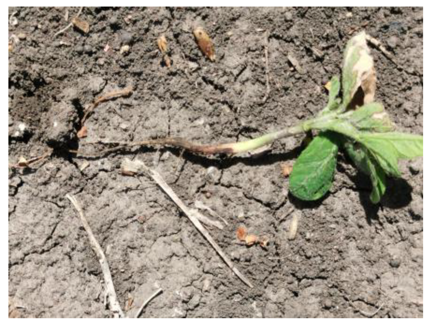 Agronomy 15 00388 g001 Agronomy 15 00388 g001