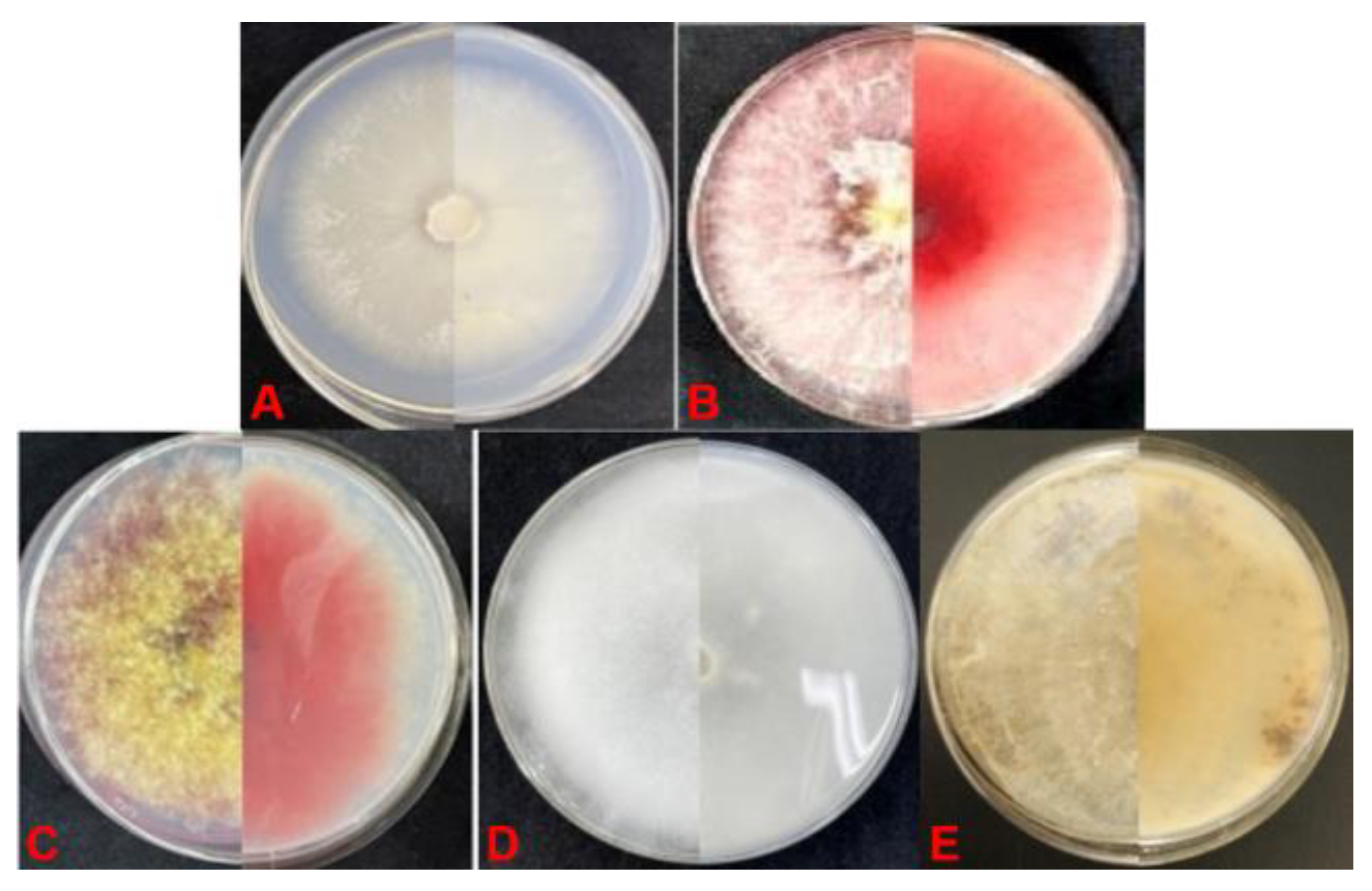 Agronomy 15 00388 g002 Agronomy 15 00388 g002