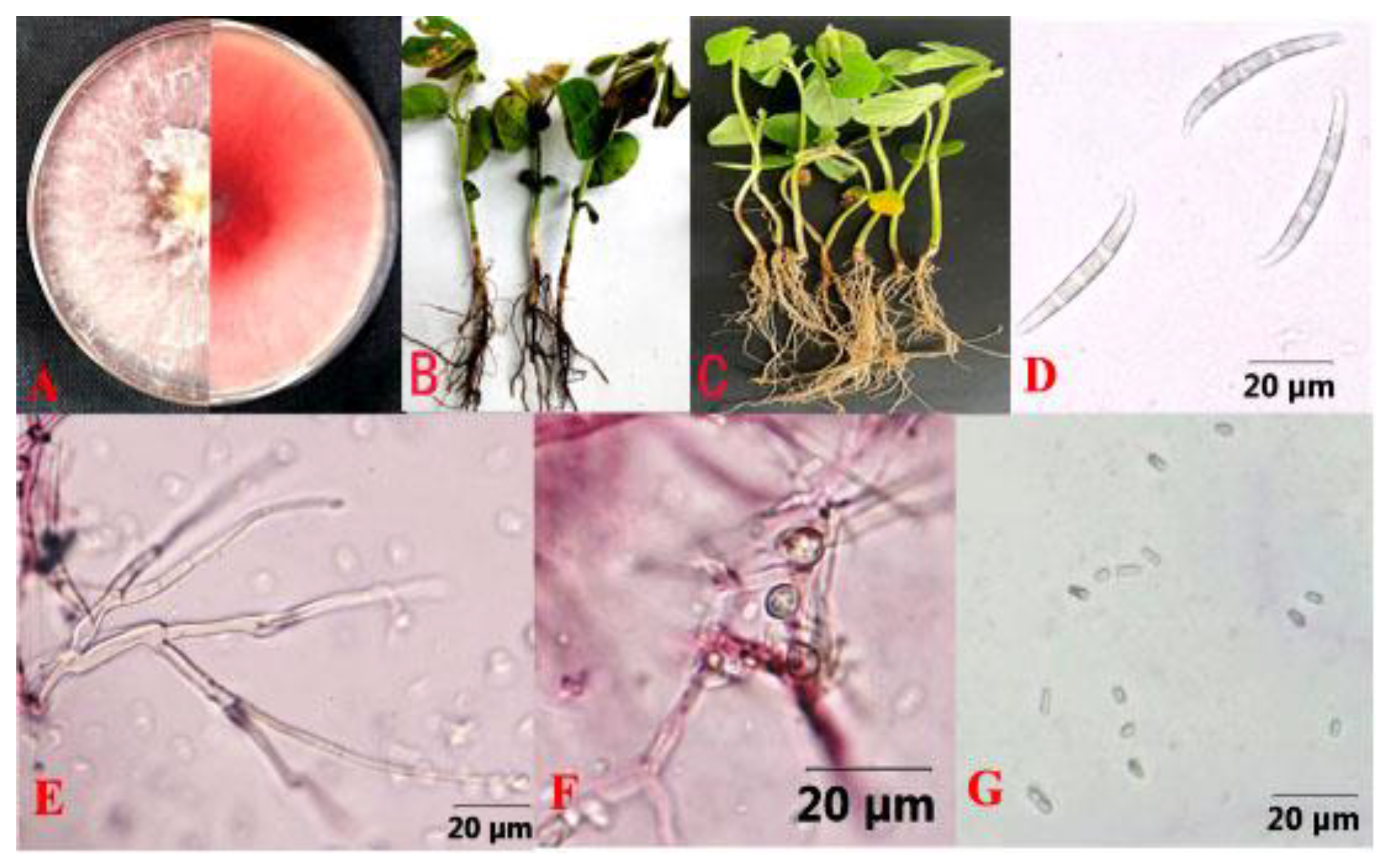 Agronomy 15 00388 g003 Agronomy 15 00388 g003