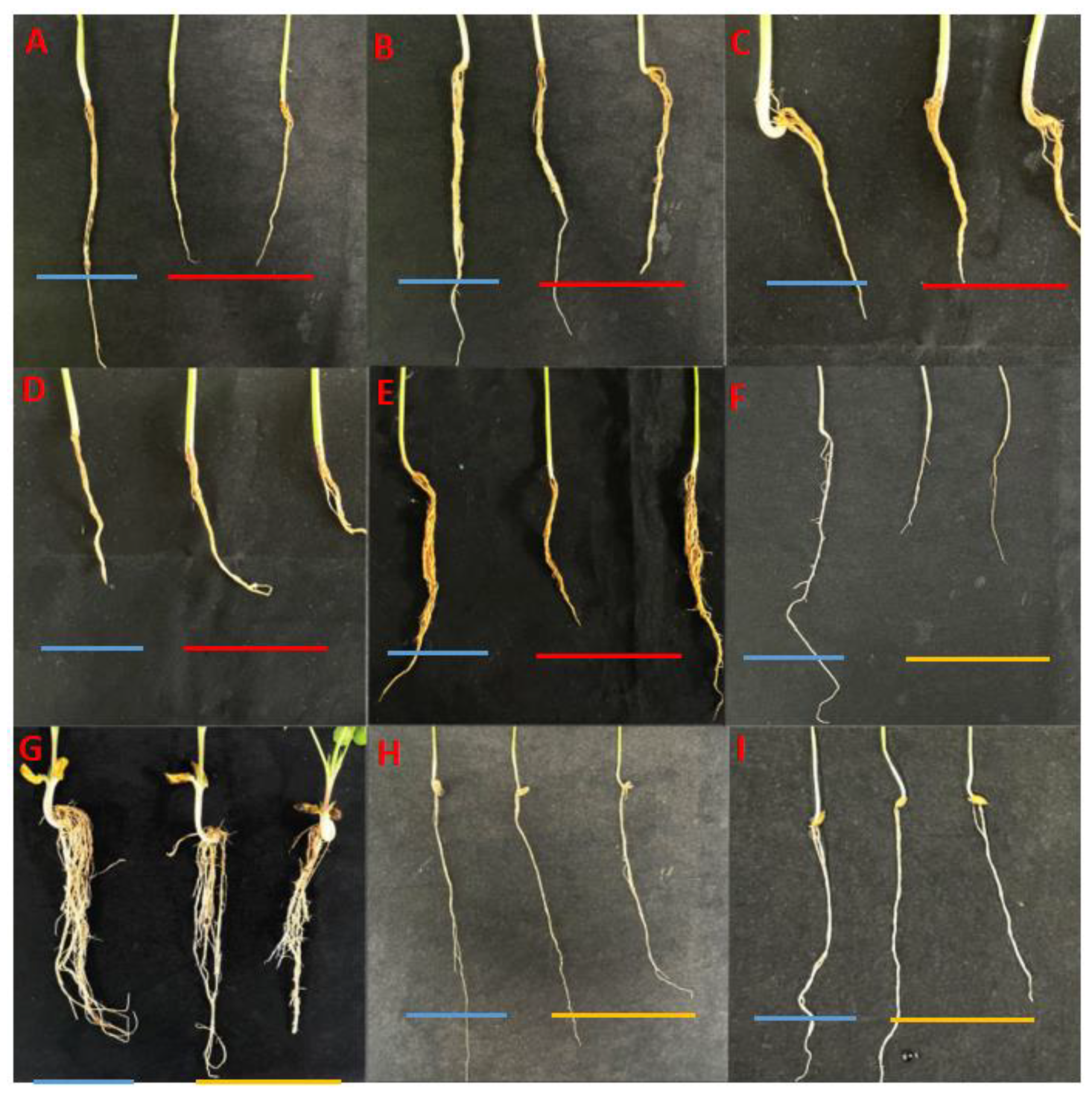 Agronomy 15 00388 g006 Agronomy 15 00388 g006