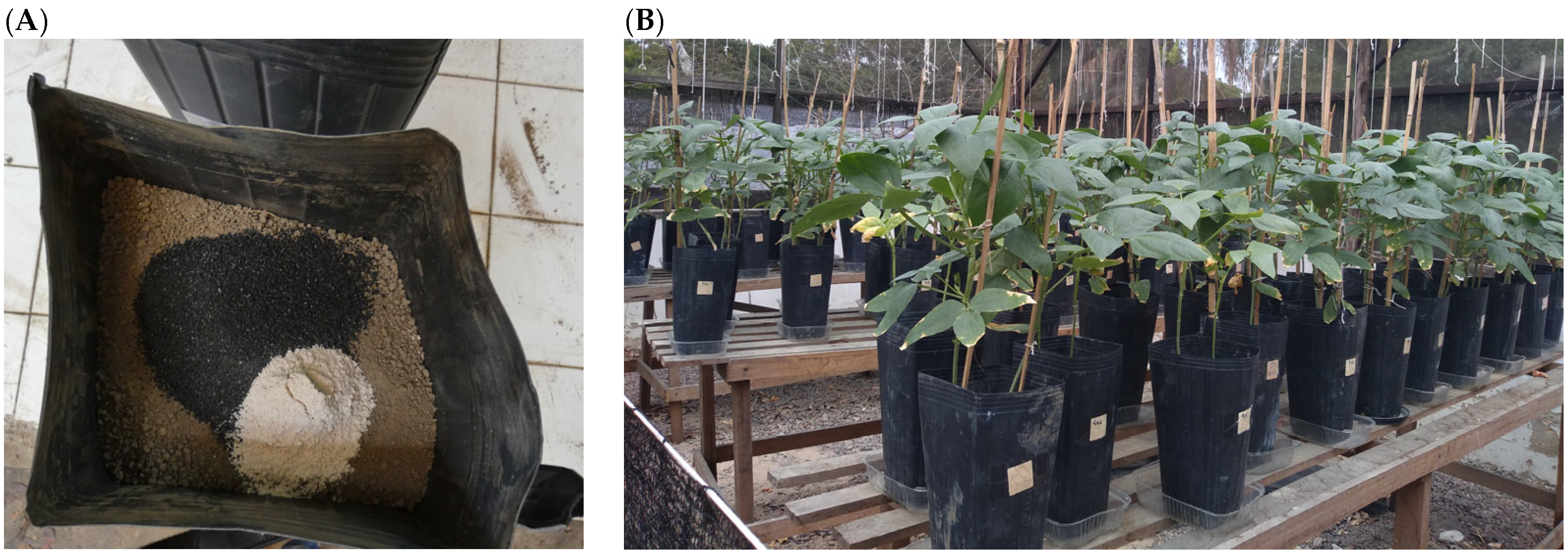 Agronomy 15 00393 g003