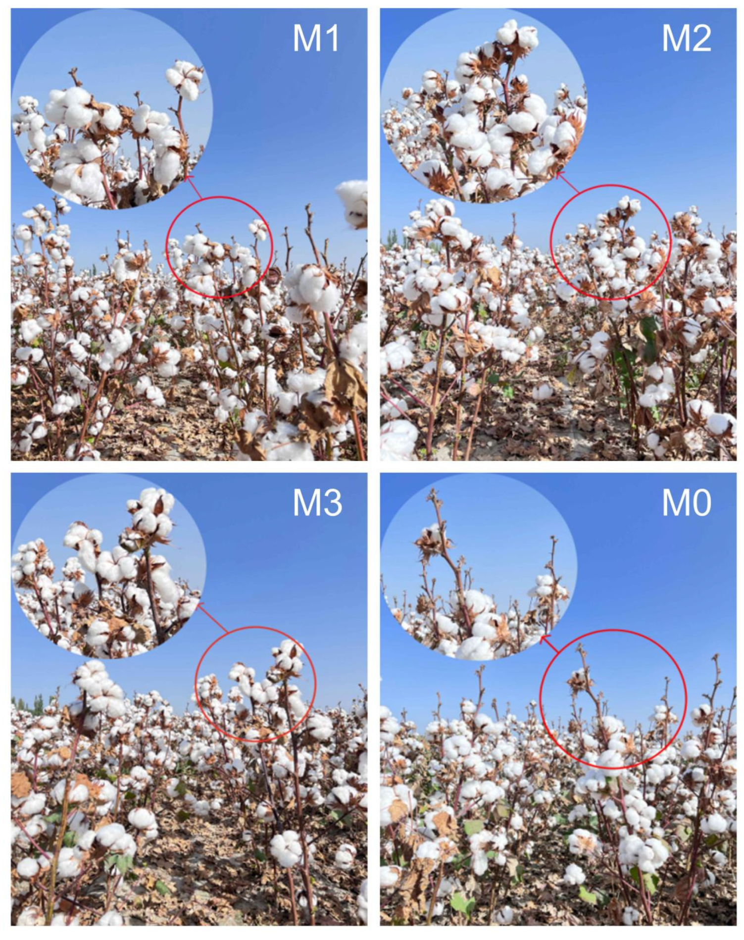 Agronomy 15 00394 g004