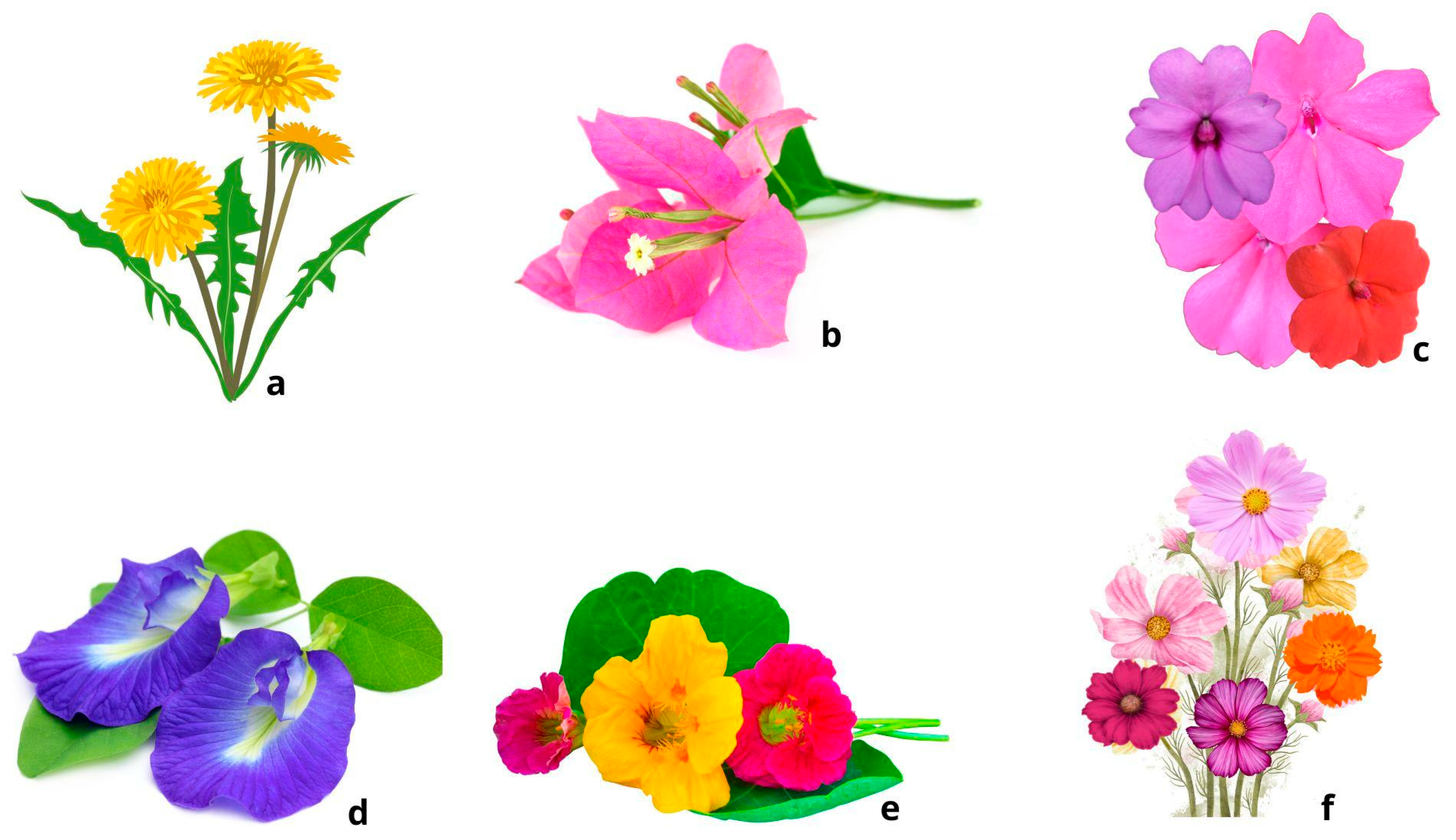 Agronomy 15 00405 g003